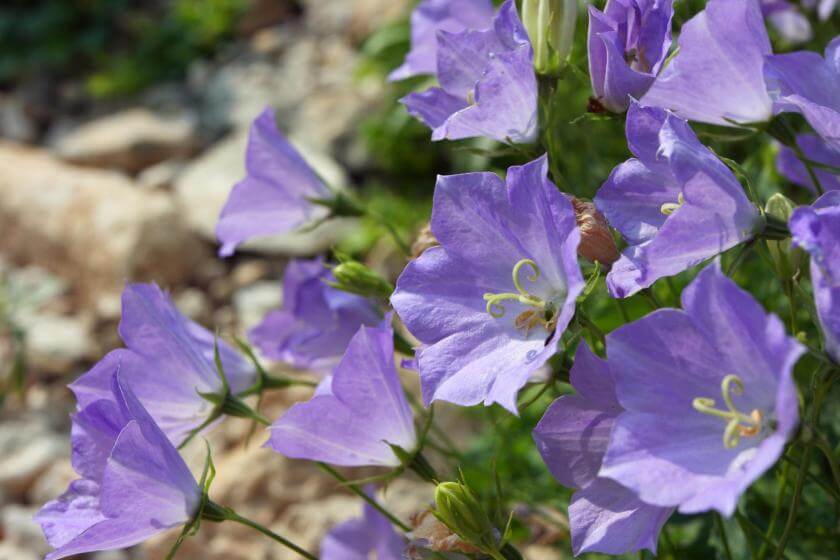 Karpaten Glockenblume Campanula Carpatica