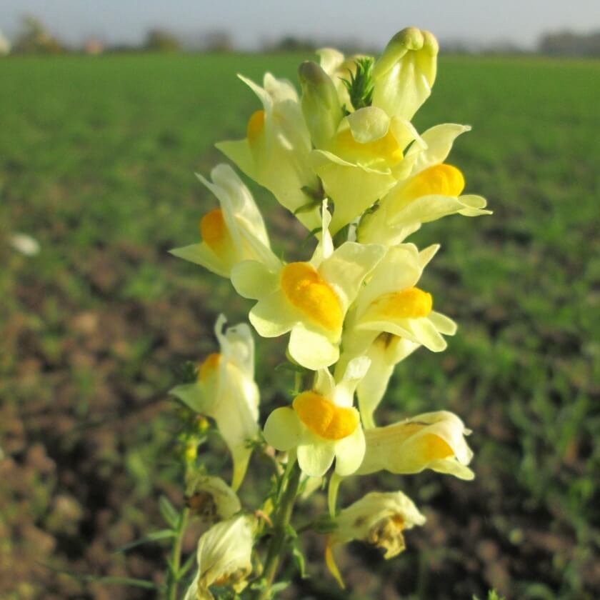 Echtes Leinkraut Linaria Vulgaris