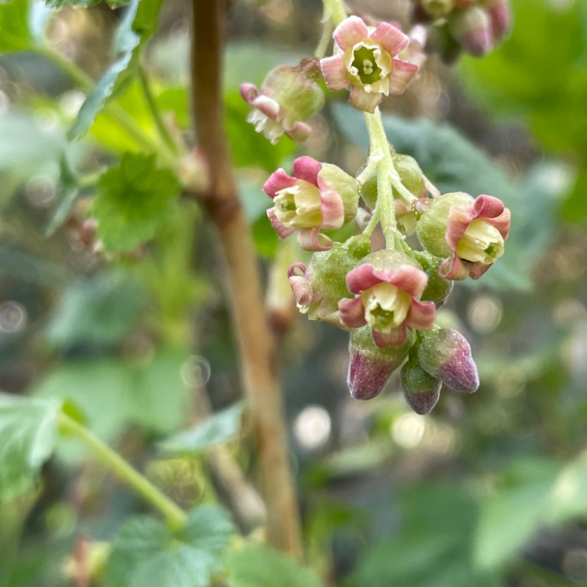 Schwarze Johannisbeere Ribes Nigrum