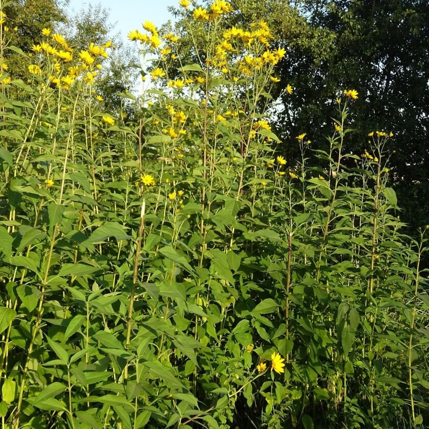 Topinambur Helianthus Tuberosus