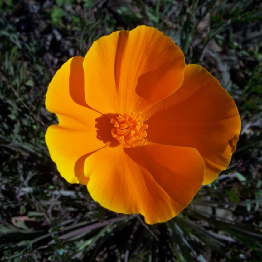 Kalifornischer Mohn Eschscholzia Californica