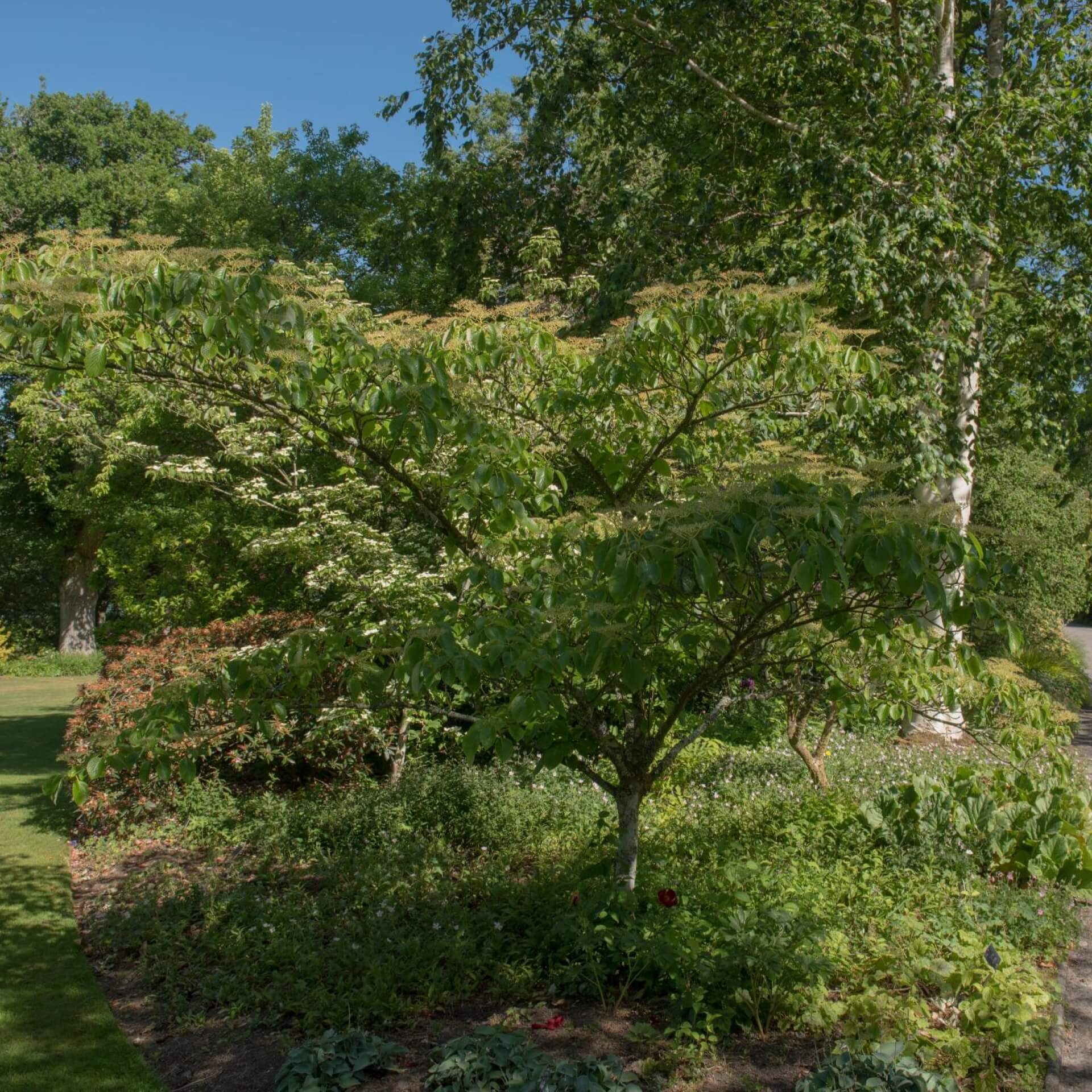 Riesen-Hartriegel 'Pagoda' (Cornus controversa 'Pagoda')