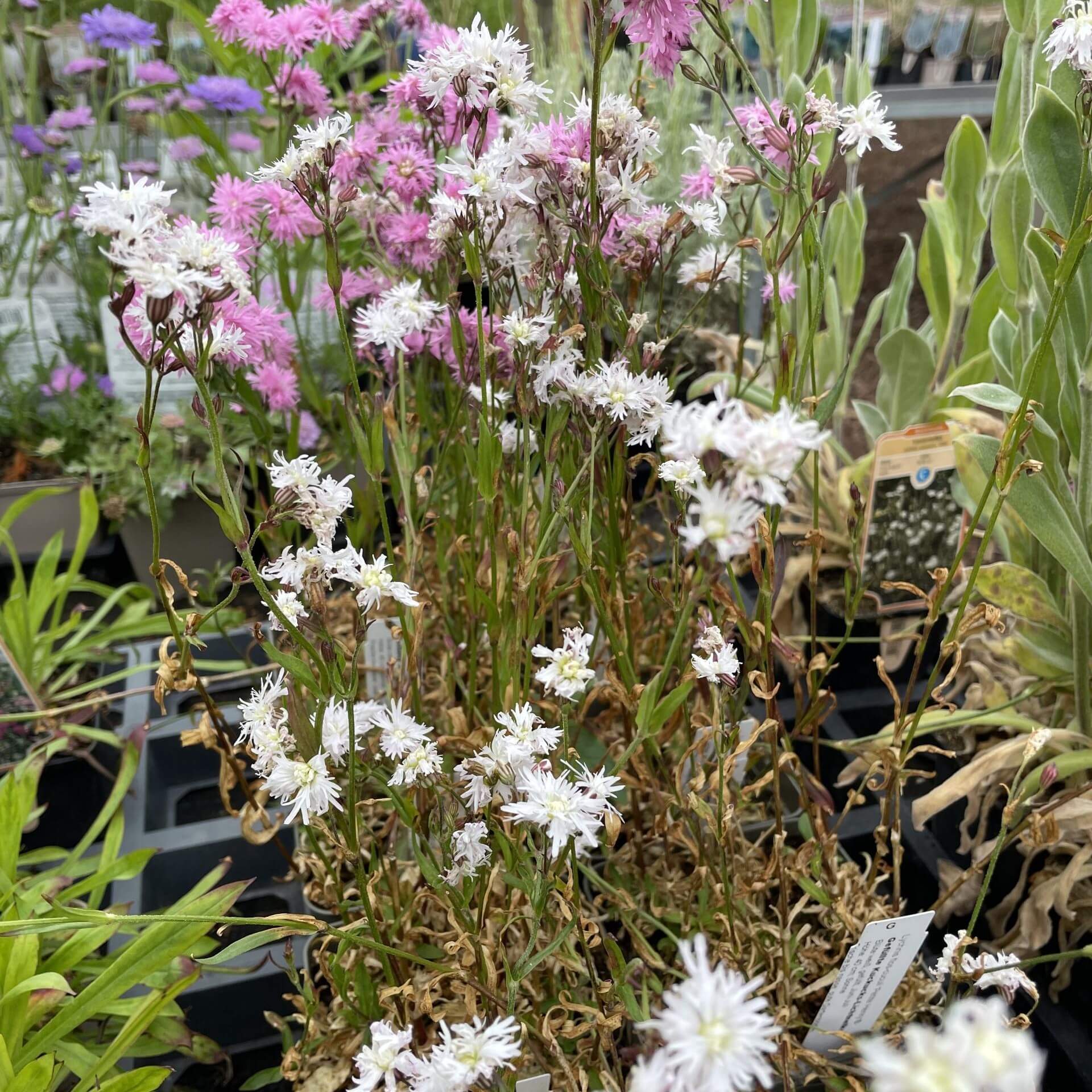 Kuckucks-Lichtnelke 'Petit Henry' (Lychnis flos-cuculi 'Petit Henry')