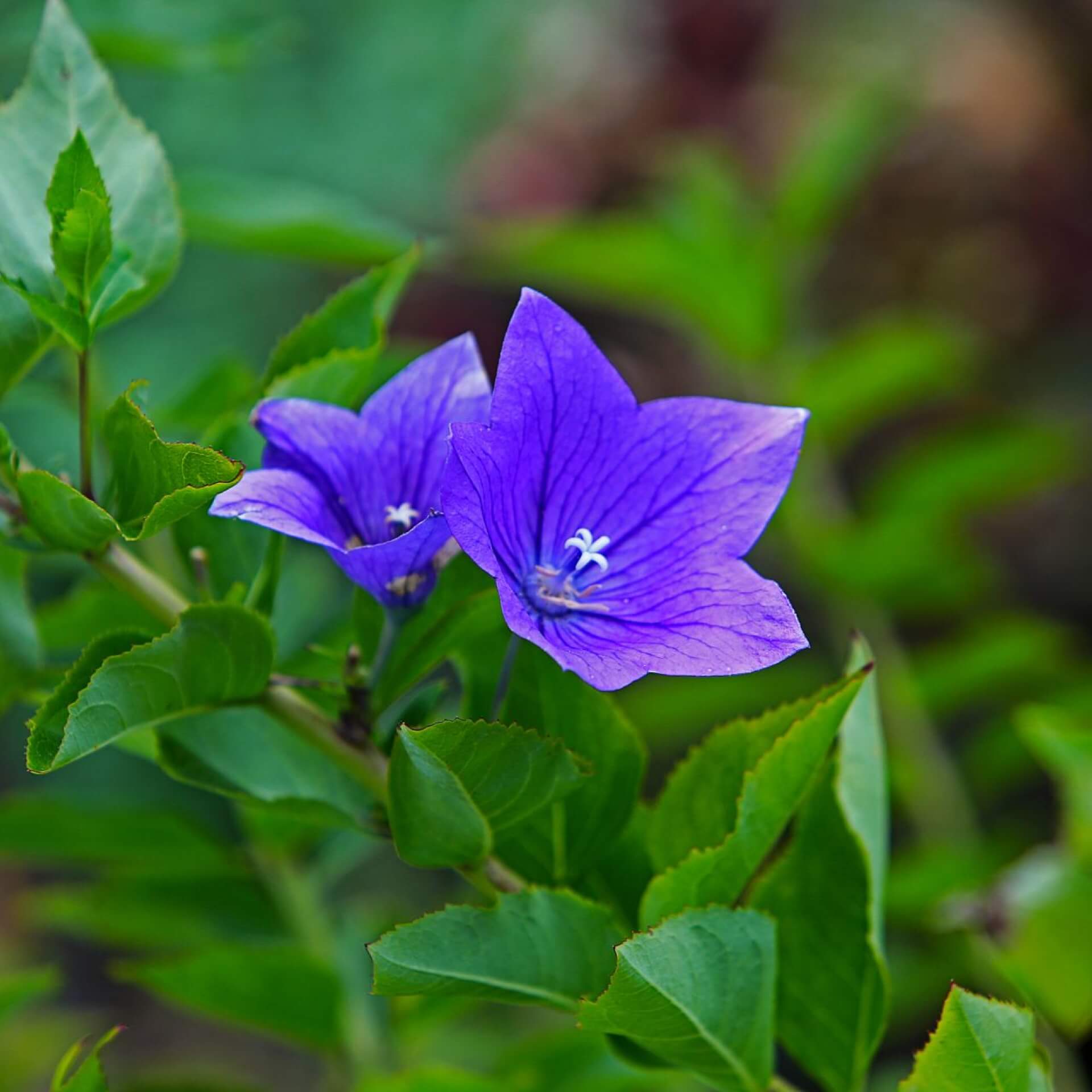 Ballonblume 'Astra Blau' (Platycodon grandiflorus 'Astra Blau')