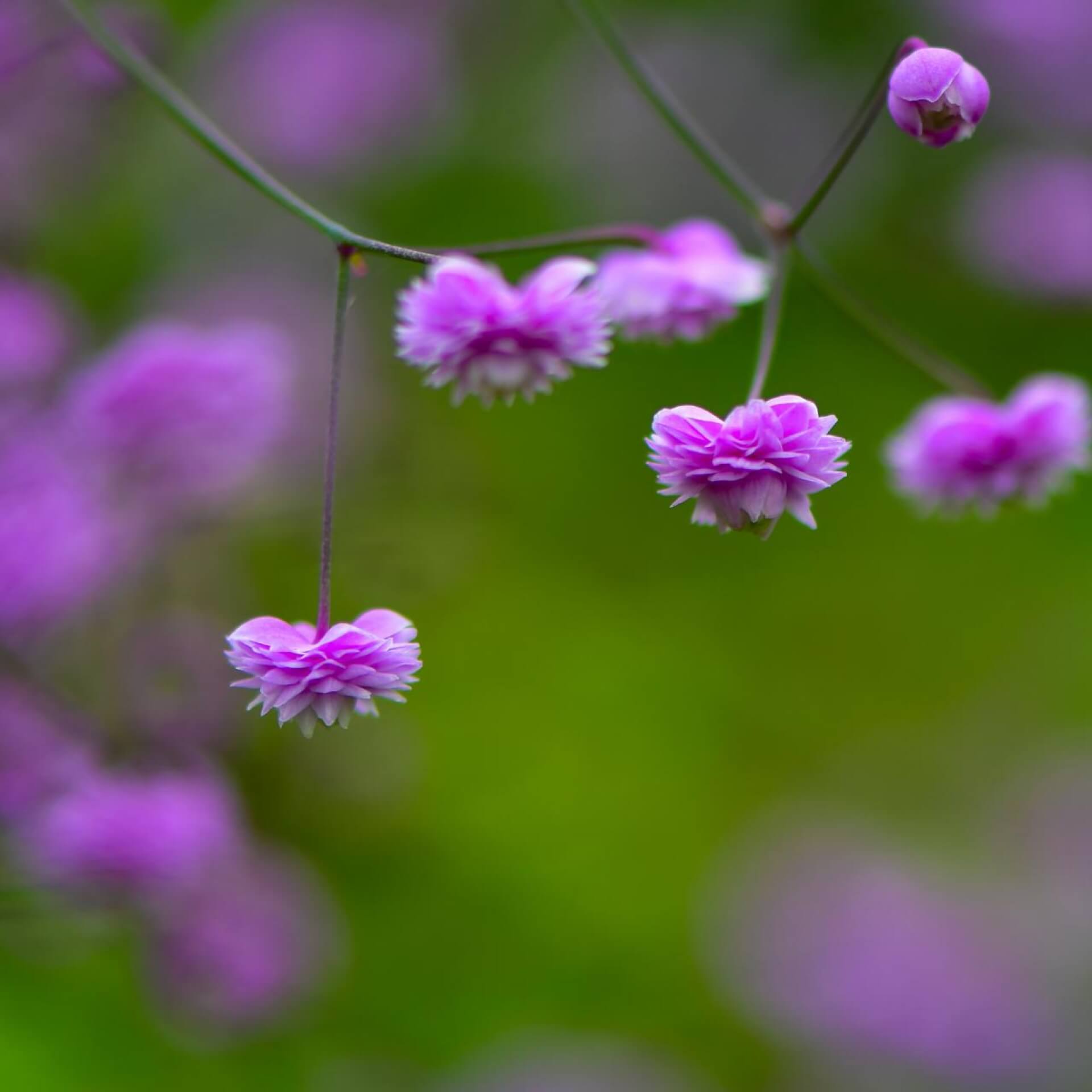 Chinesische Wiesenraute 'Hewitt's Double' (Thalictrum delavayi 'Hewitt's Double')