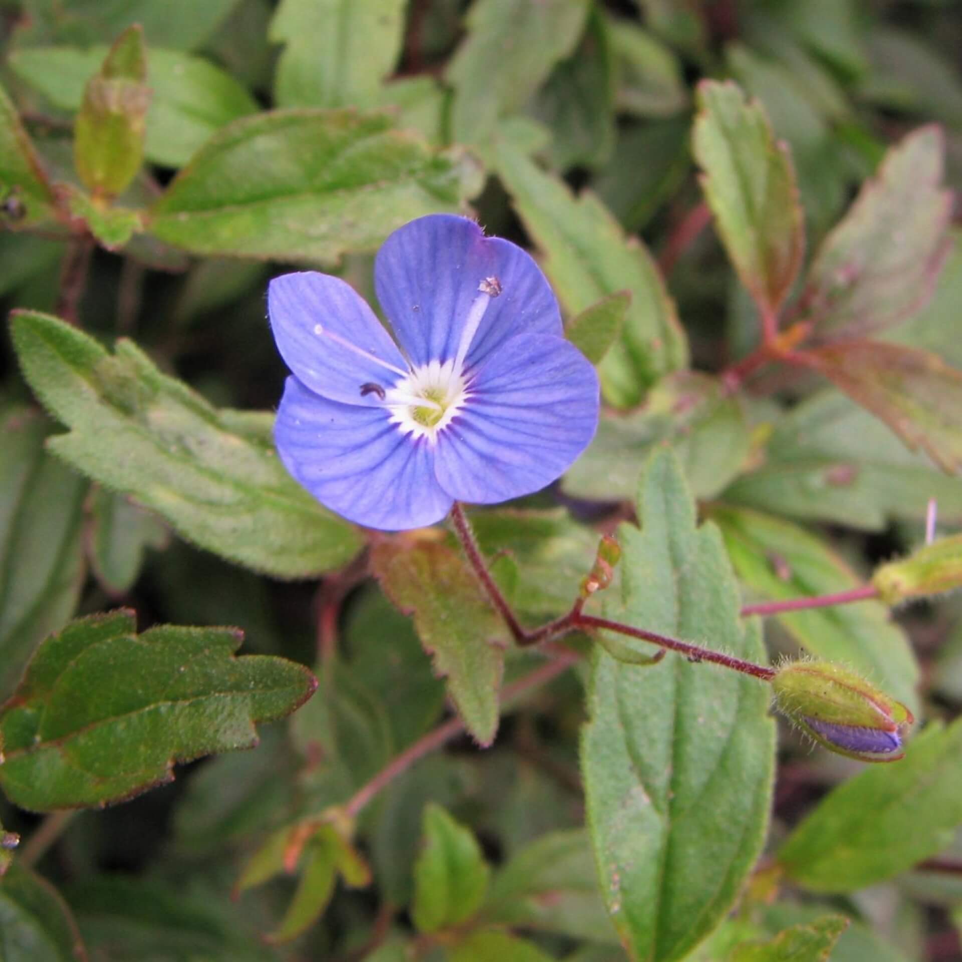 Gestielter Ehrenpreis 'Georgian Blue' (Veronica peduncularis 'Georgian Blue')