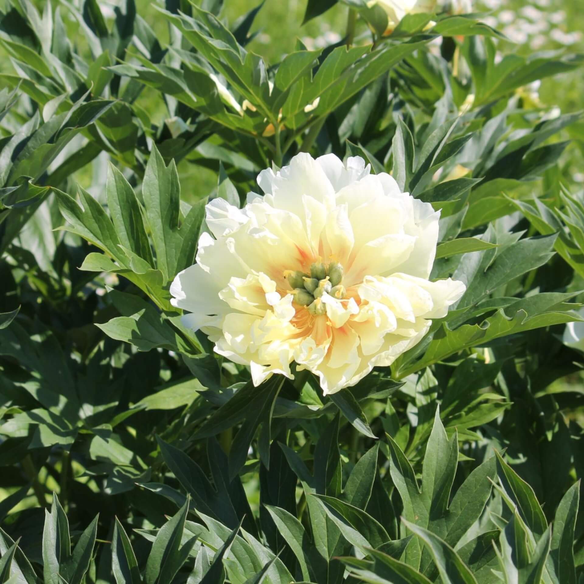 Pfingstrosen Itoh-Hybride 'Bartzella' (Paeonia Itoh-Hybride 'Bartzella')