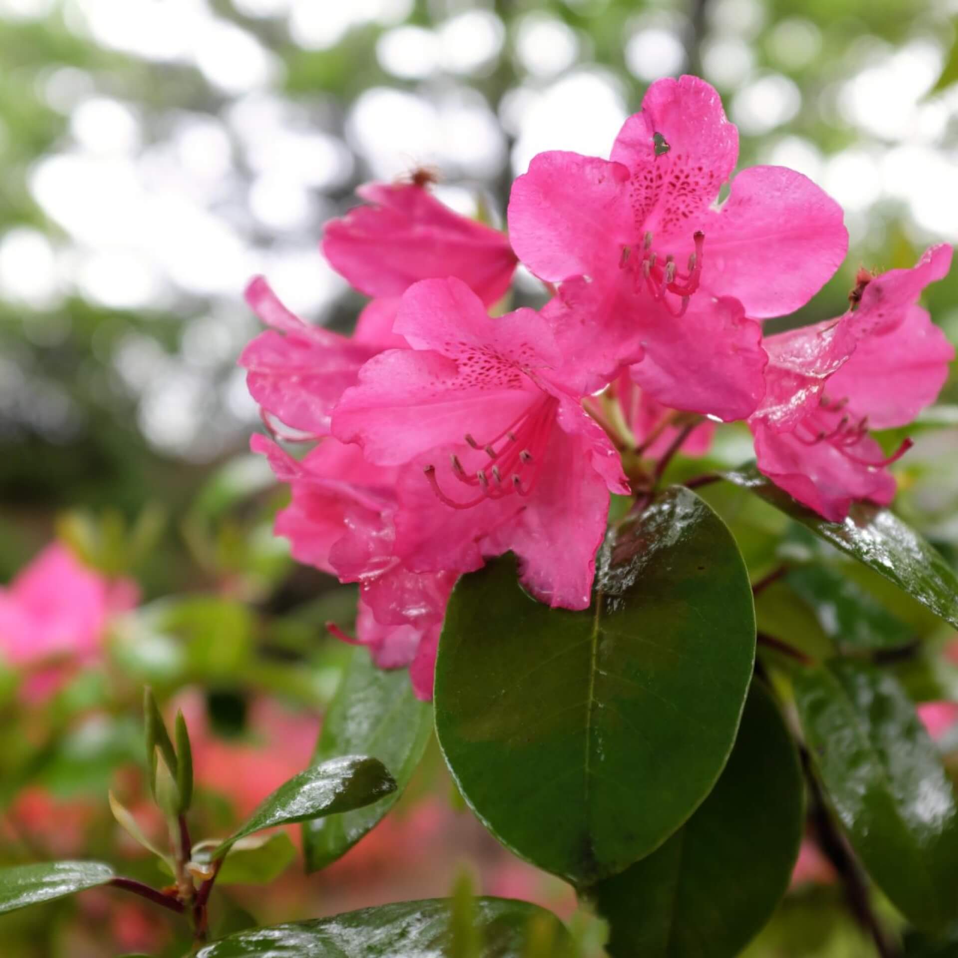 Rhododendron williamsianum 'August Lamken' (Rhododendron williamsianum 'August Lamken')