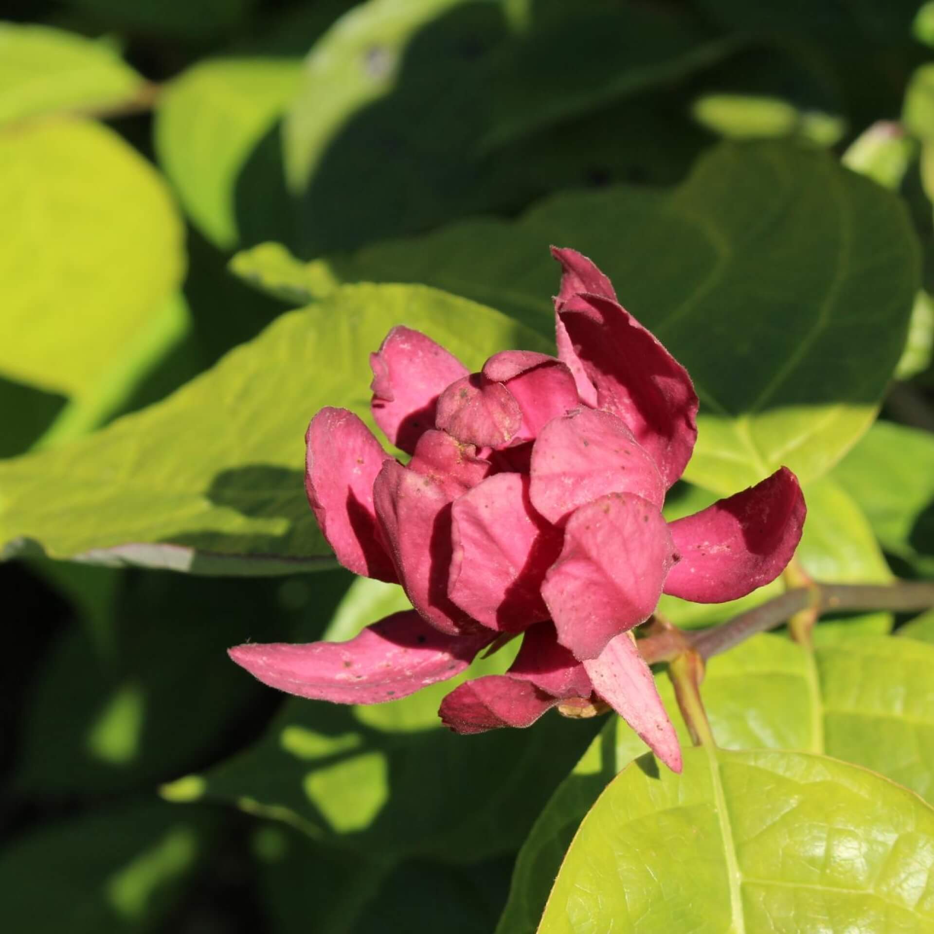 Chinesischer Wachsstrauch 'Hartlage Wine' (Sinocalycanthus raulstonii 'Hartlage Wine')