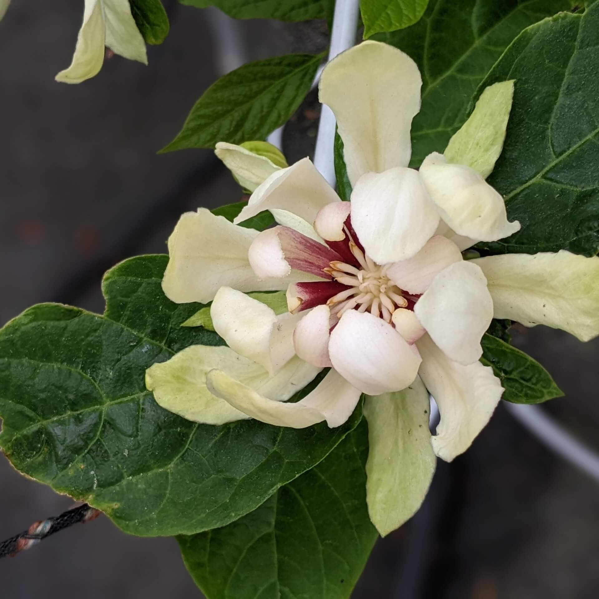 Chinesischer Wachsstrauch 'Venus' (Sinocalycanthus raulstonii 'Venus')