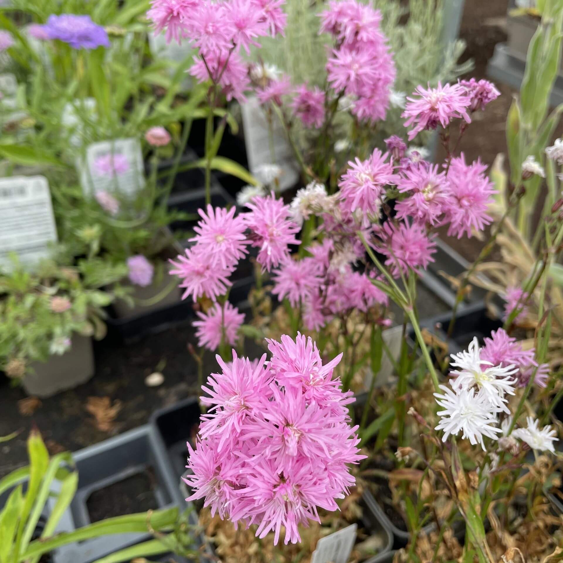 Kuckucks-Lichtnelke 'Petite Jenny' (Lychnis flos-cuculi 'Petite Jenny')