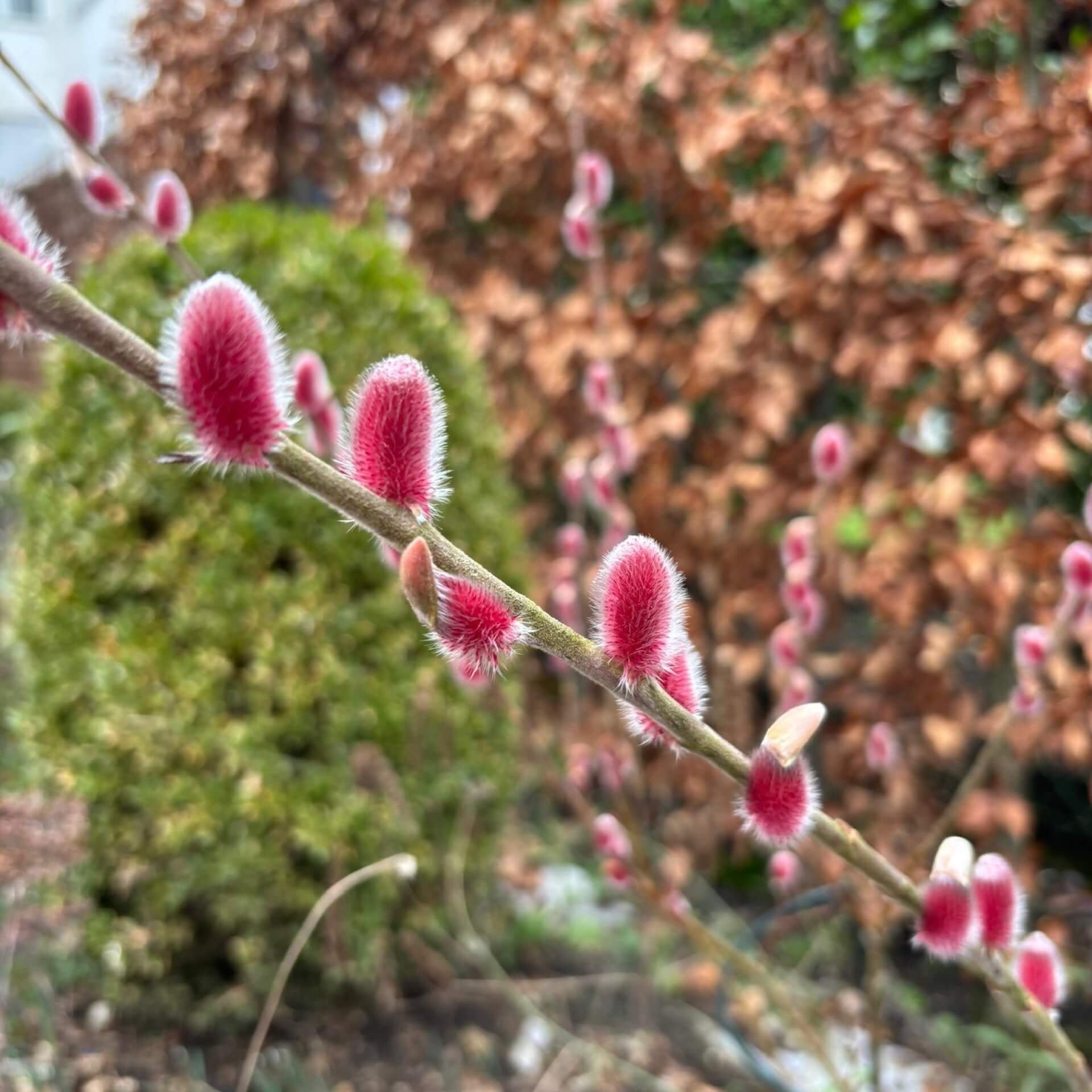 Rosa Riesen-Salweide 'Mount Aso' (Salix gracilistyla 'Mount Aso')