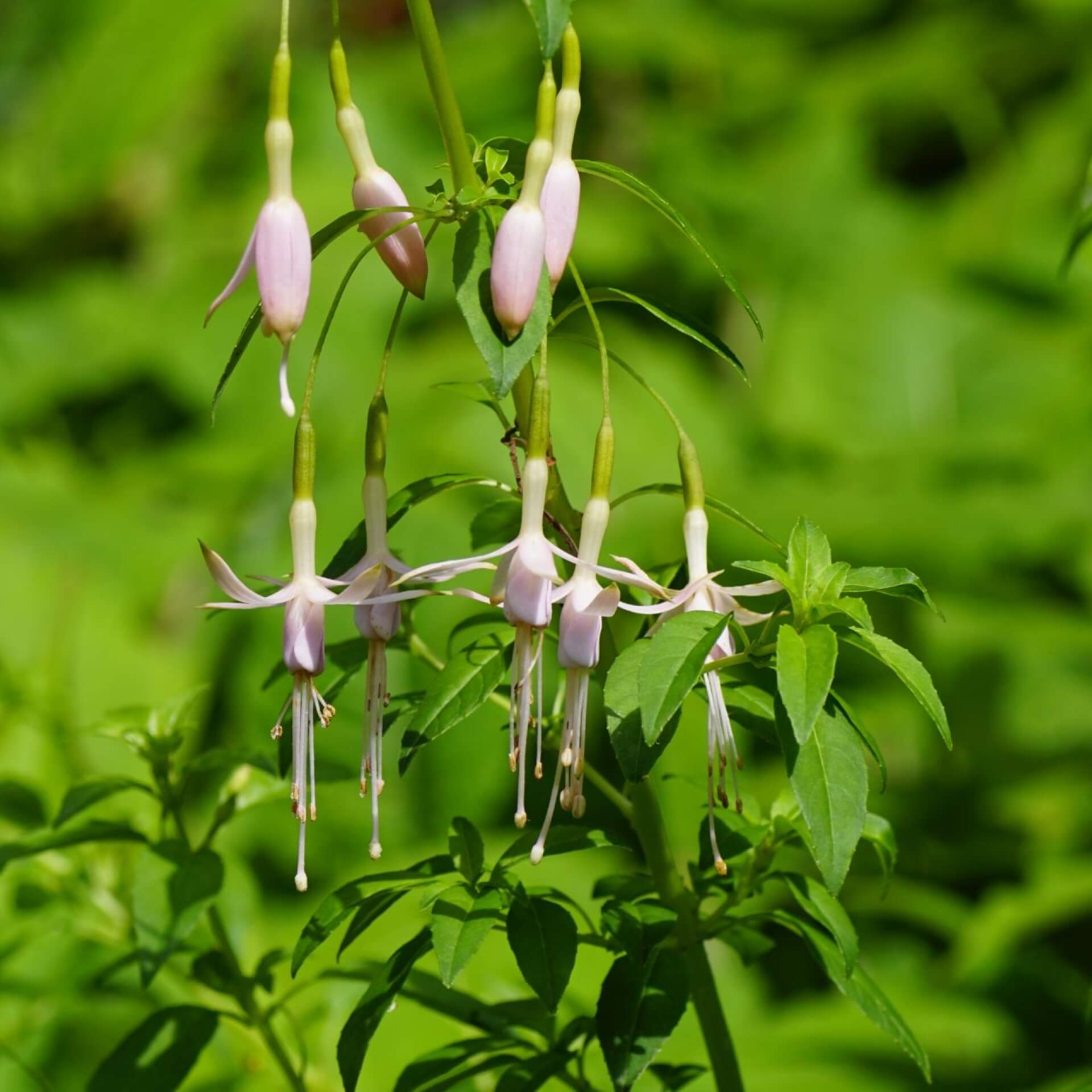 Scharlach-Fuchsie 'Alba' (Fuchsia magellanica 'Alba')