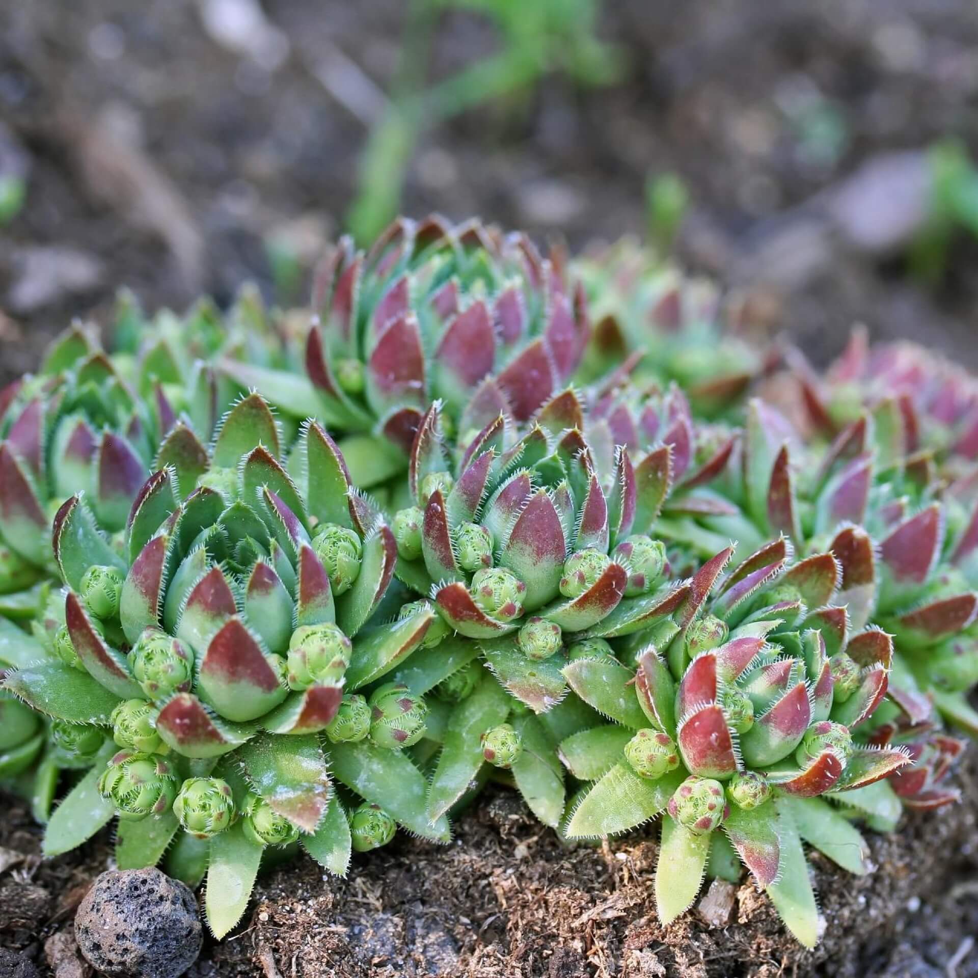 Gewöhnliche Fransenhauswurz (Sempervivum globiferum)