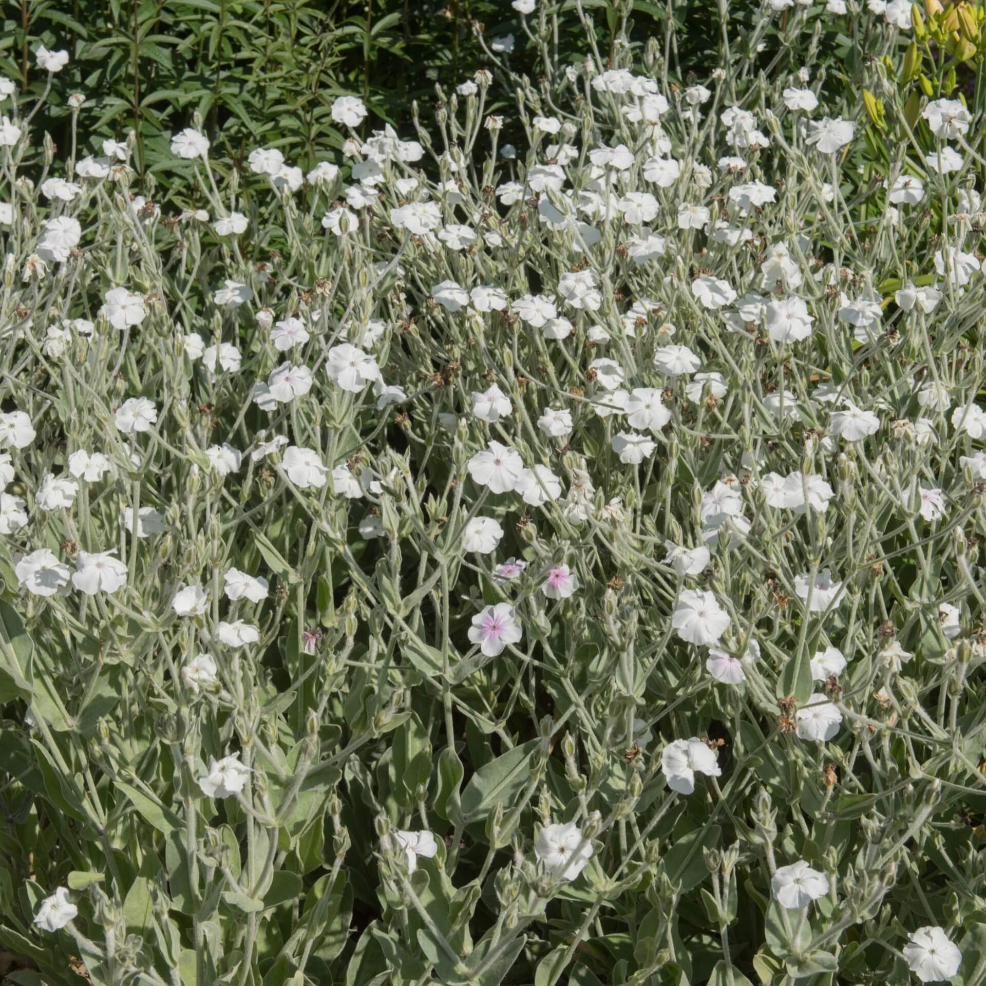 Weißblühende Vexiernelke 'Alba' (Lychnis coronaria 'Alba')