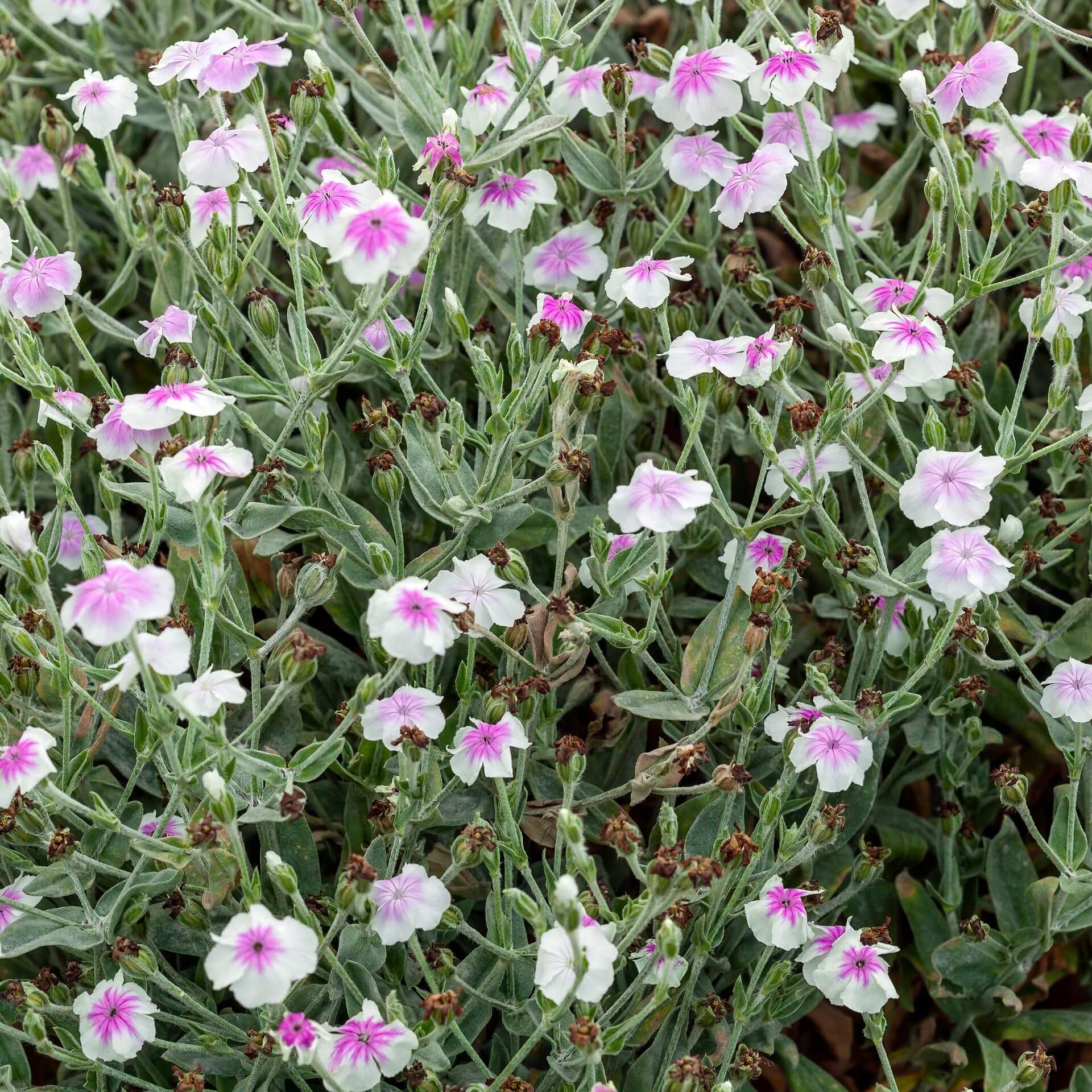 Vexiernelke 'Oculata' (Lychnis coronaria 'Oculata')