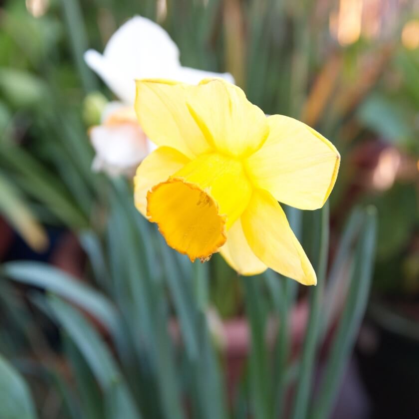 Osterglocke 'King Alfred' / Narcissus pseudonarcissus 'King Alfred'