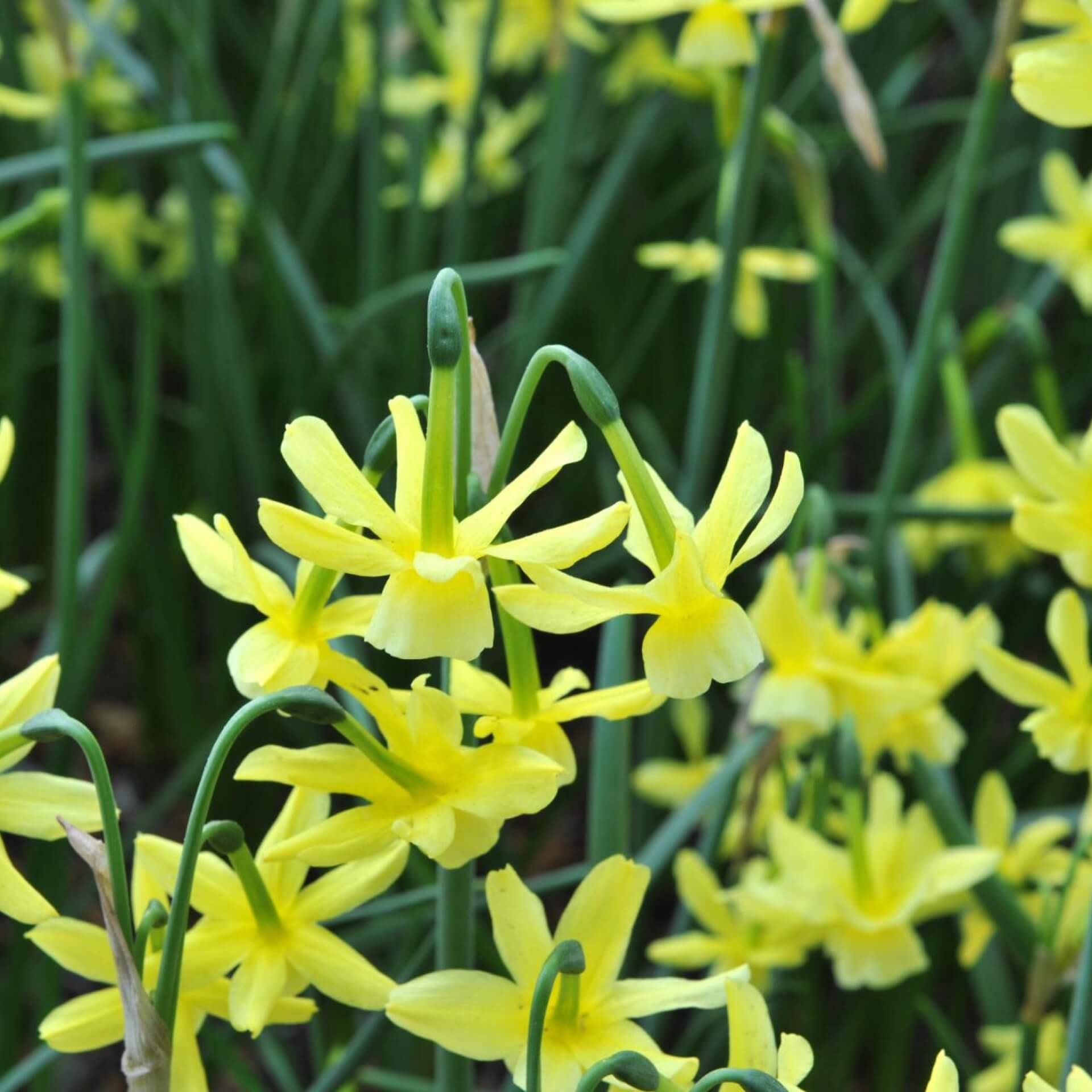 Narzisse (Narcissus triandrus 'Hawera')