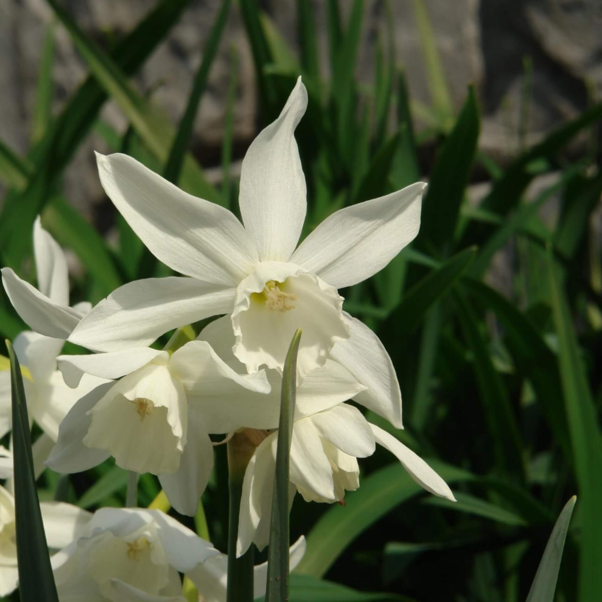 Engelstränen-Narzisse (Narcissus triandrus 'Thalia')