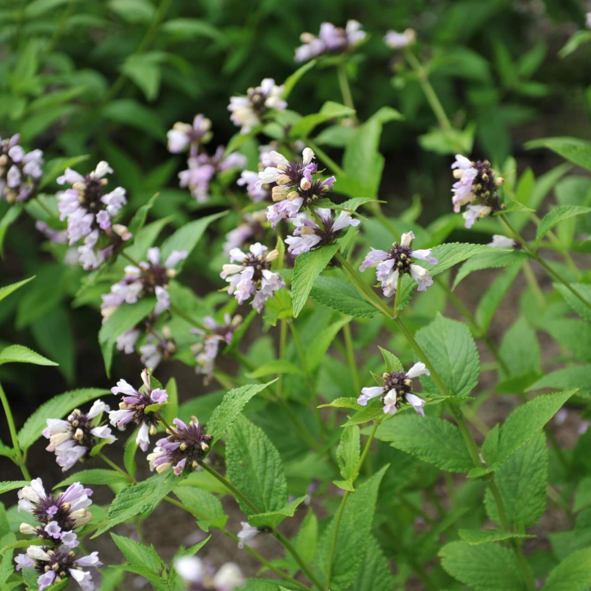 Sitzende Katzenminze 'Sweet Dreams' (Nepeta subsessilis 'Sweet Dreams')