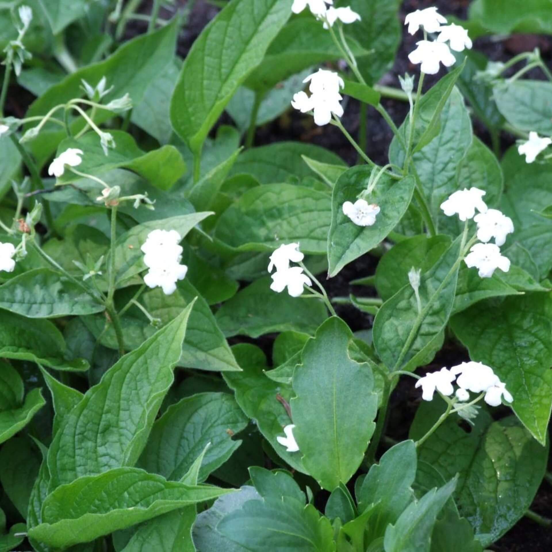 Frühlings-Gedenkemein 'Alba' (Omphalodes verna 'Alba')