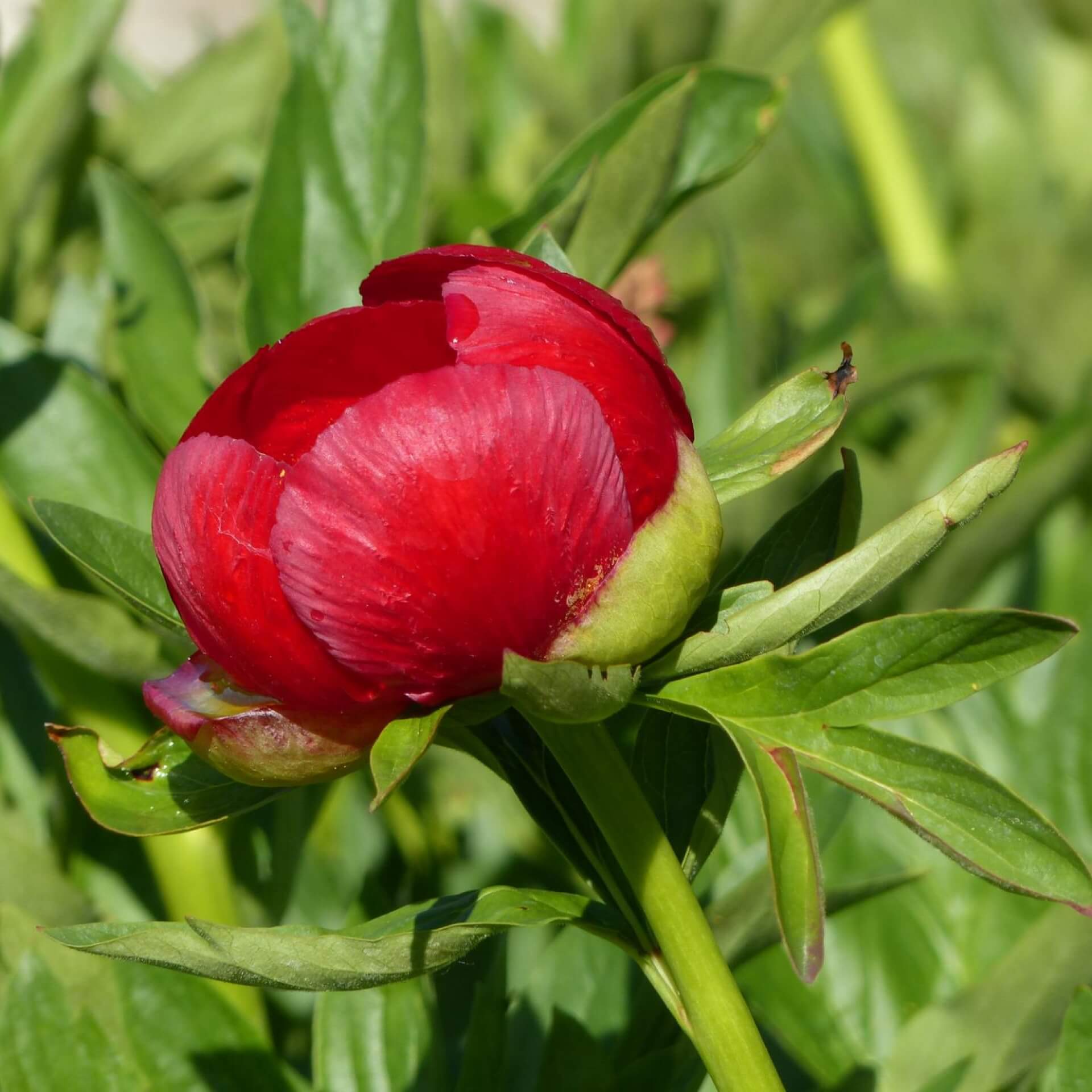 Byzantinische Pfingstrose 'Sunshine' (Paeonia peregrina 'Sunshine')