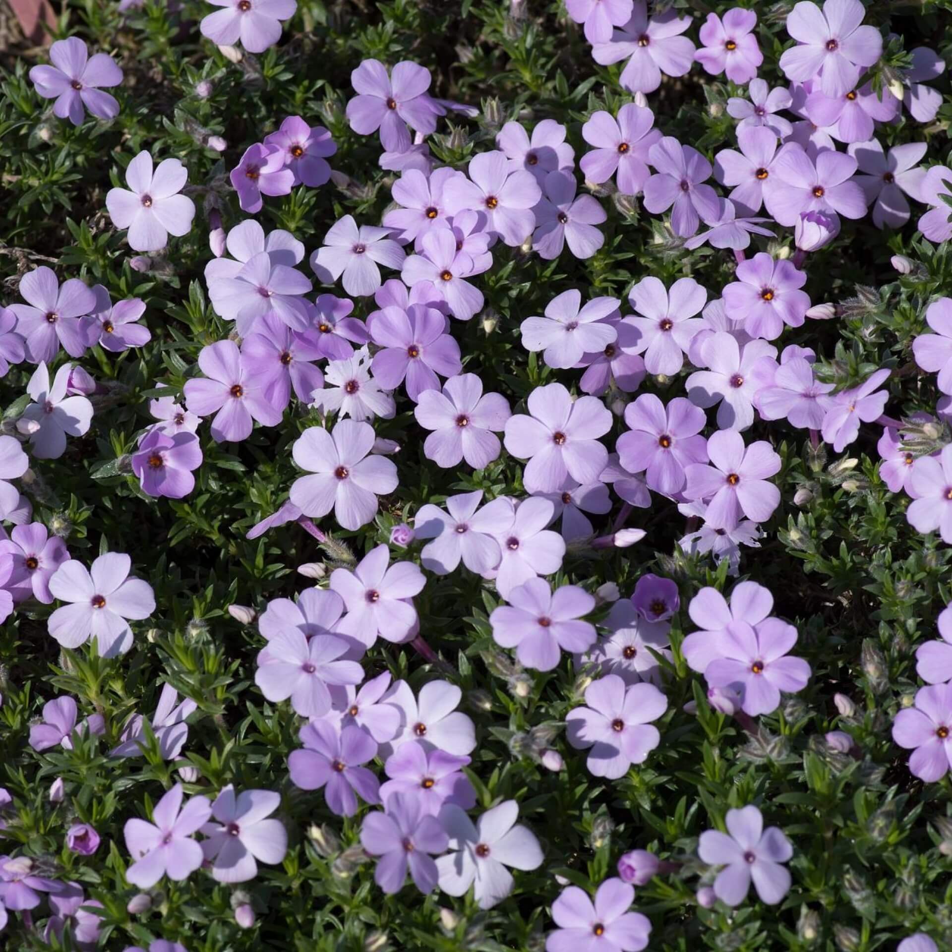 Teppich-Flammenblume 'Lilac Cloud' (Phlox douglasii 'Lilac Cloud')