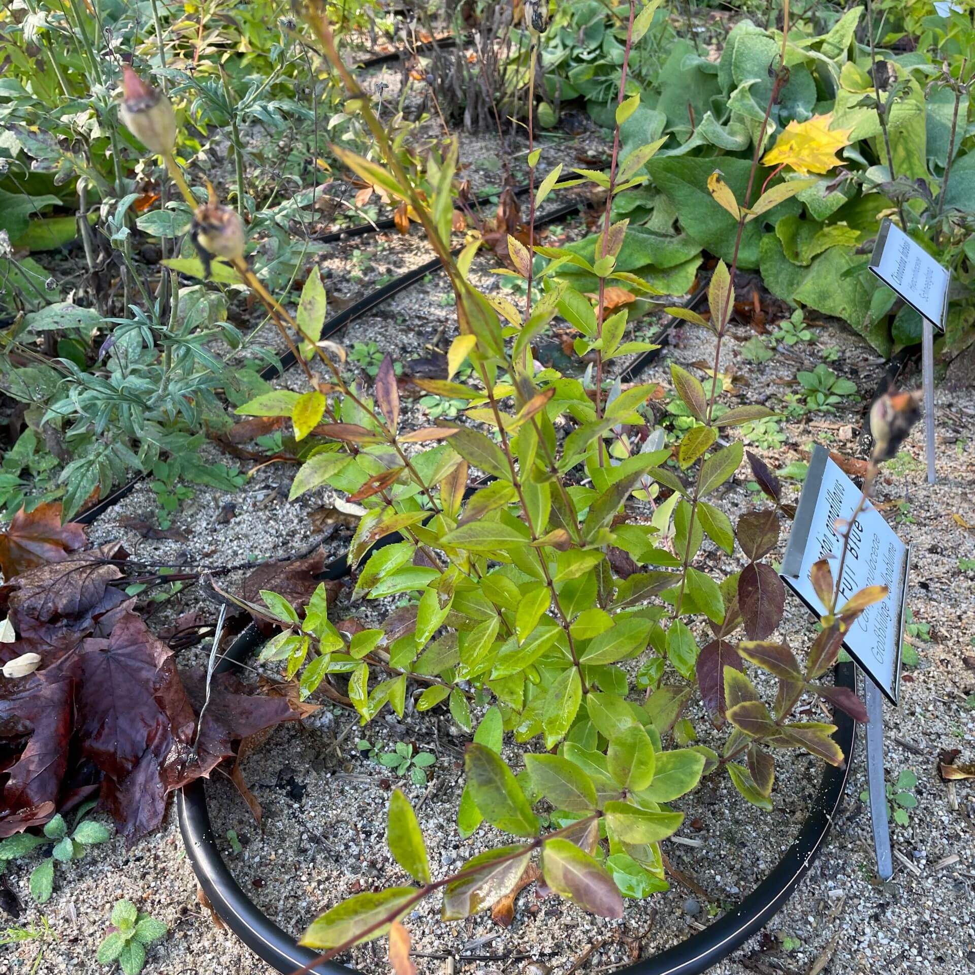 Ballonblume 'Fuji Blue' (Platycodon grandiflorus 'Fuji Blue')