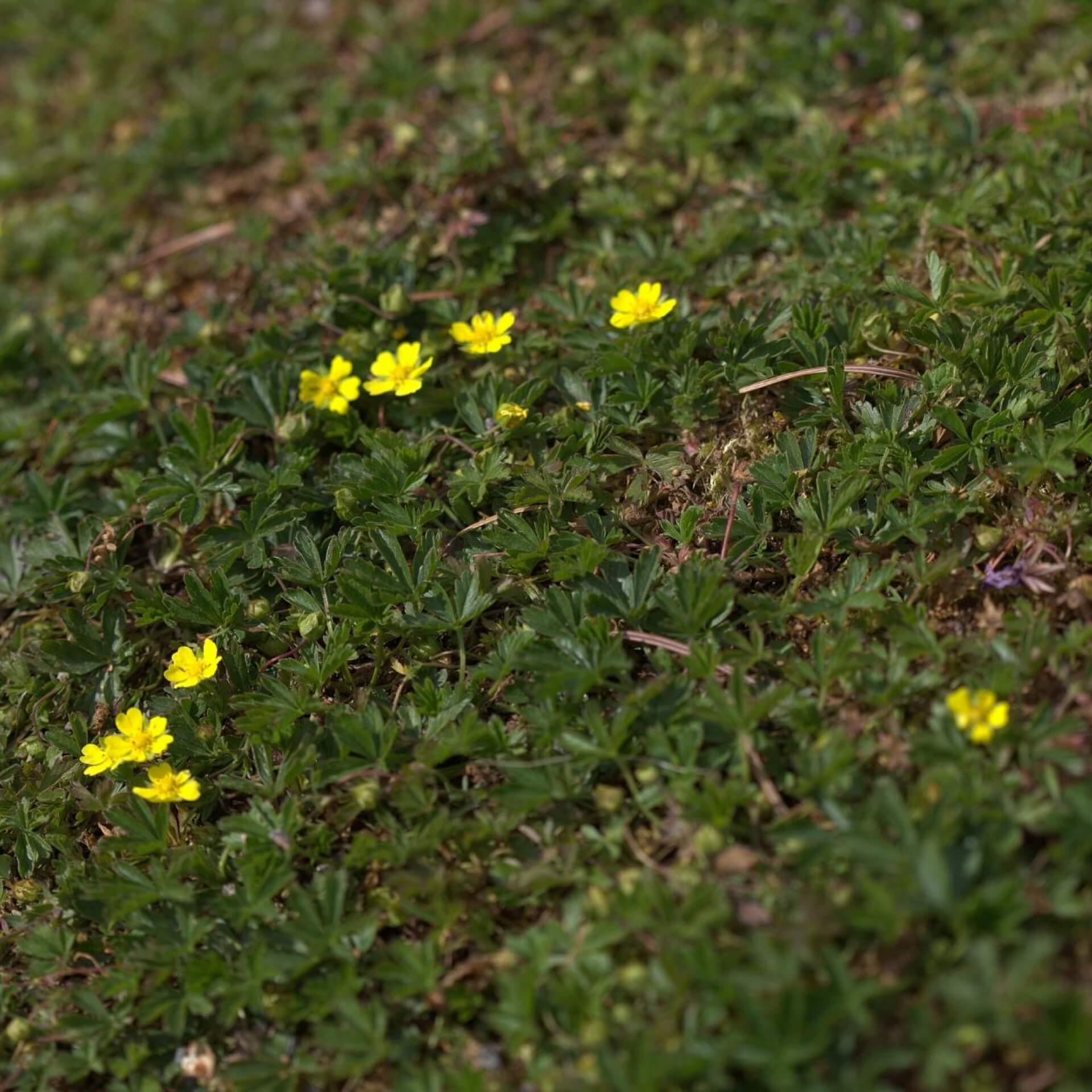 Frühlings-Fingerkraut 'Nana' (Potentilla neumanniana 'Nana')