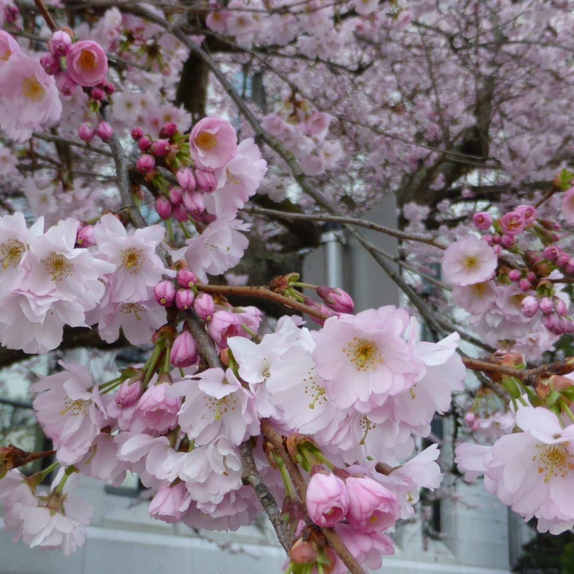 Zierkirsche 'Accolade' (Prunus subhirtella 'Accolade')