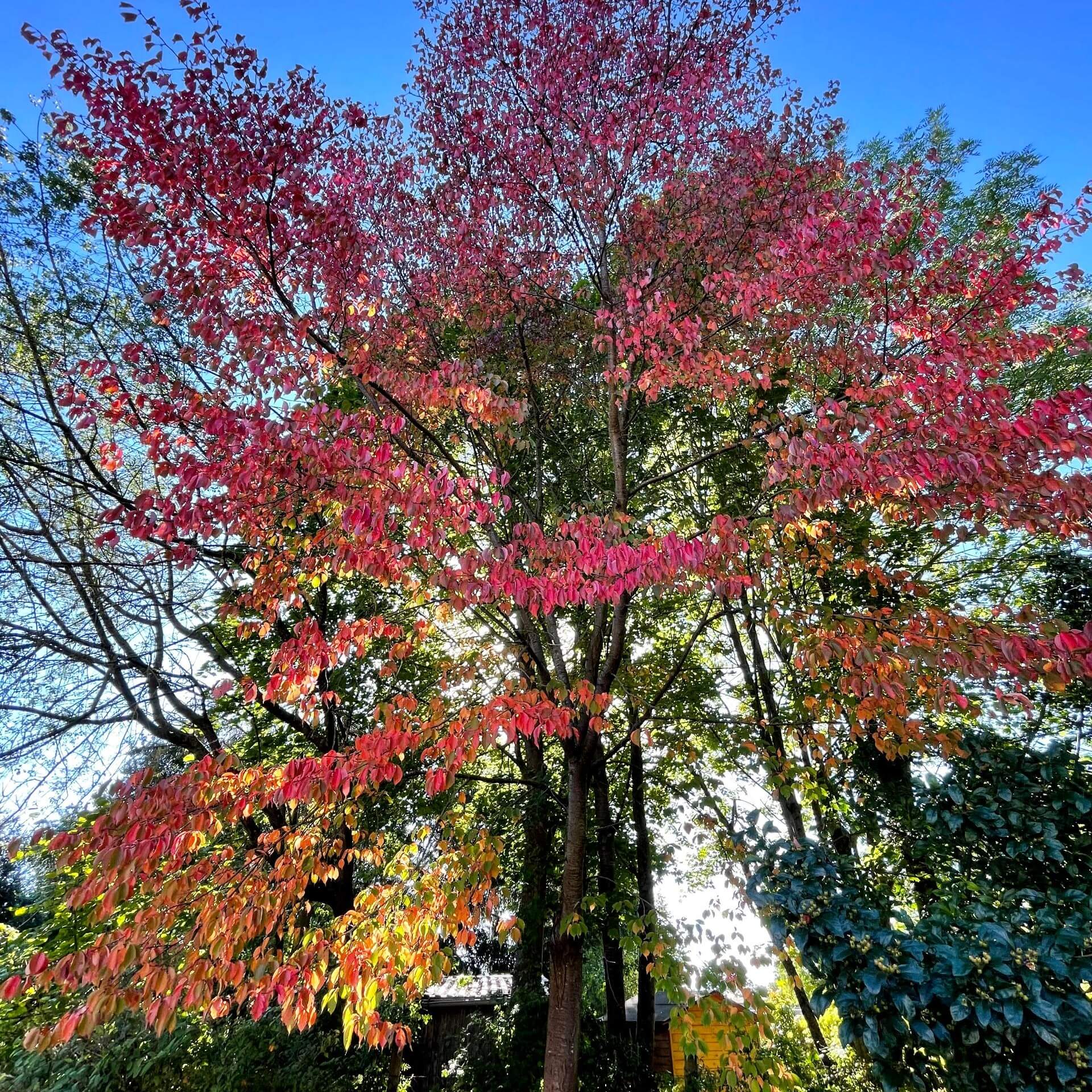 Scharlach-Kirsche 'Veredlung' (Prunus sargentii 'Veredlung')