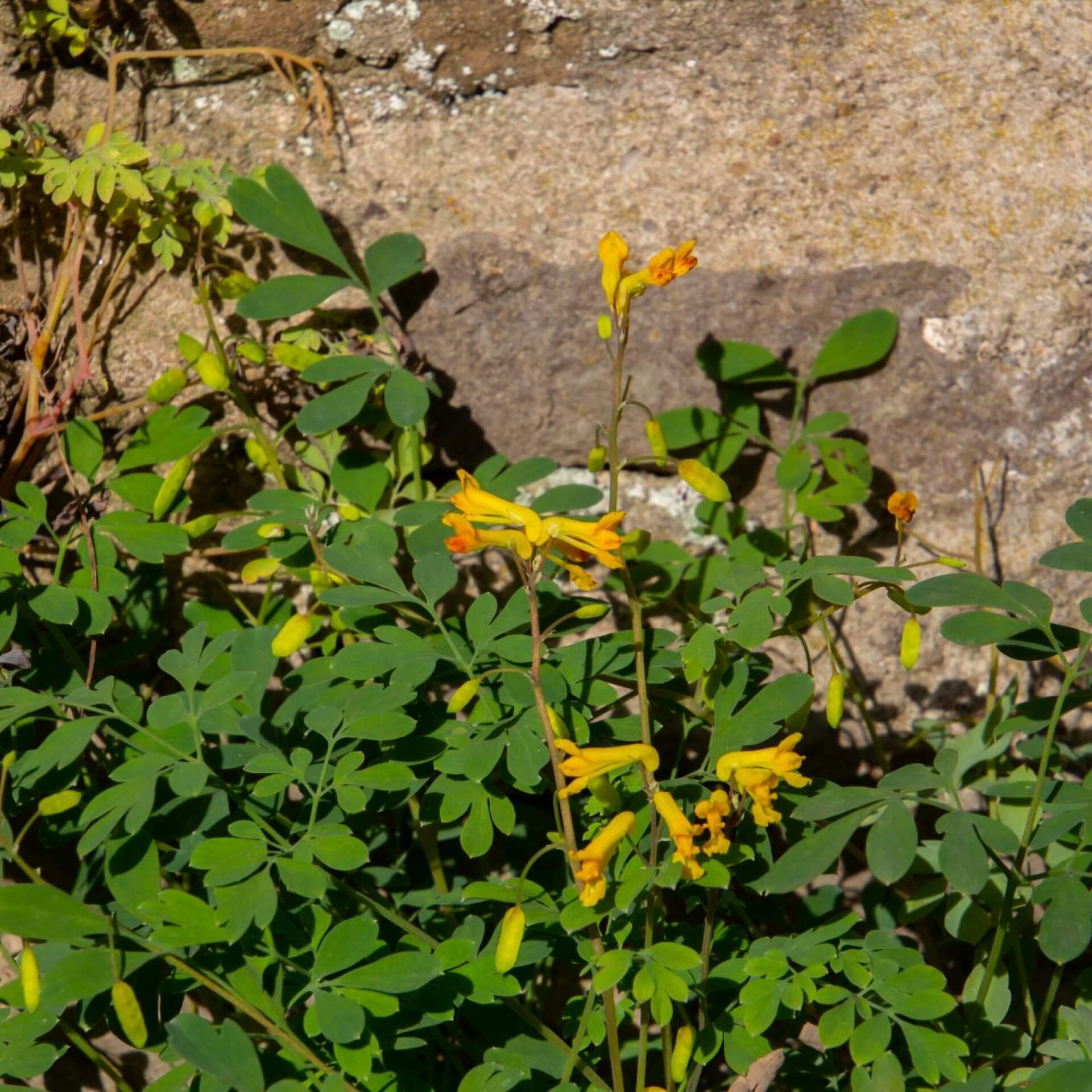 Gelber Lerchensporn (Pseudofumaria lutea)