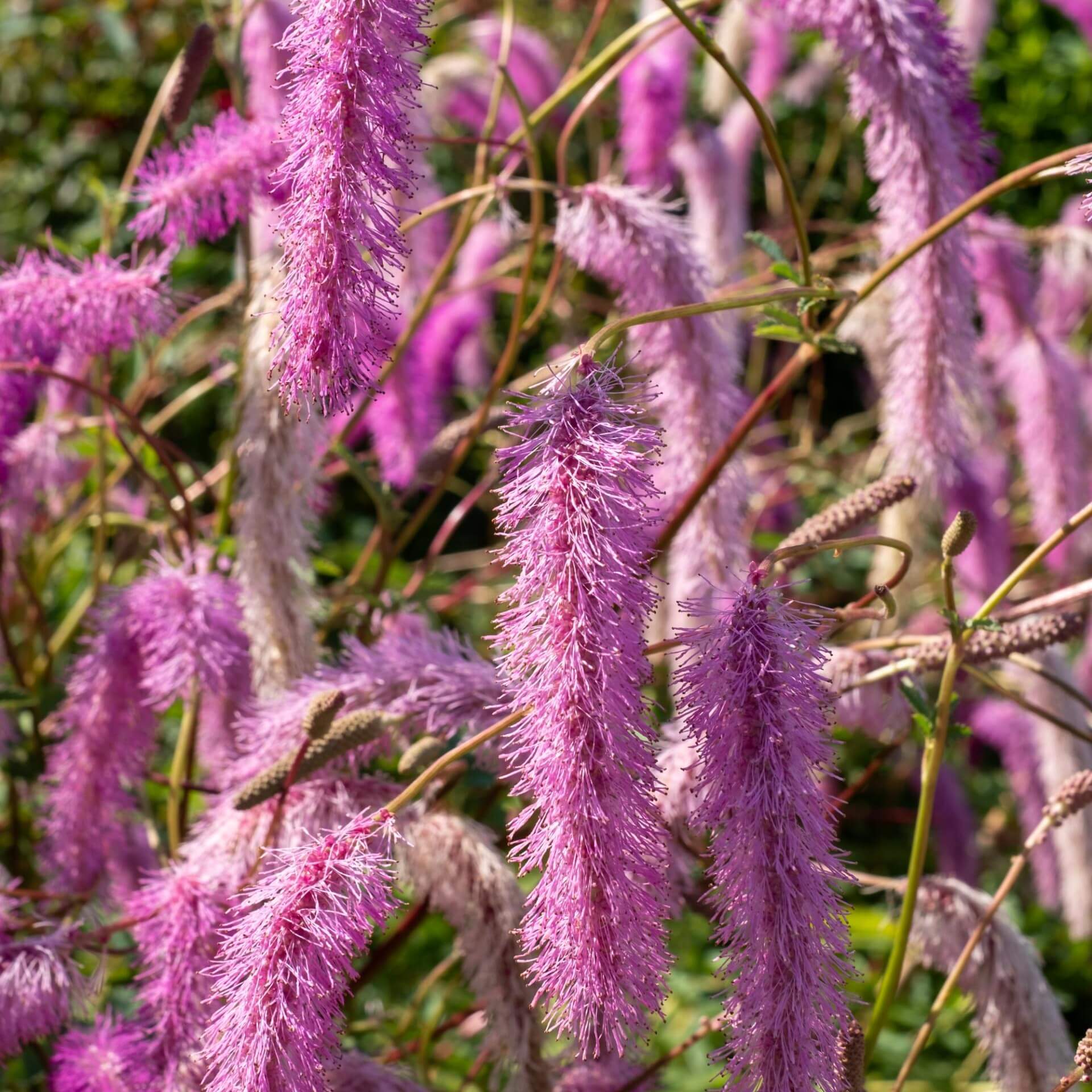 Koreanischer Wiesenknopf 'Lilac Squirrel' (Sanguisorba hakusanensis 'Lilac Squirrel')