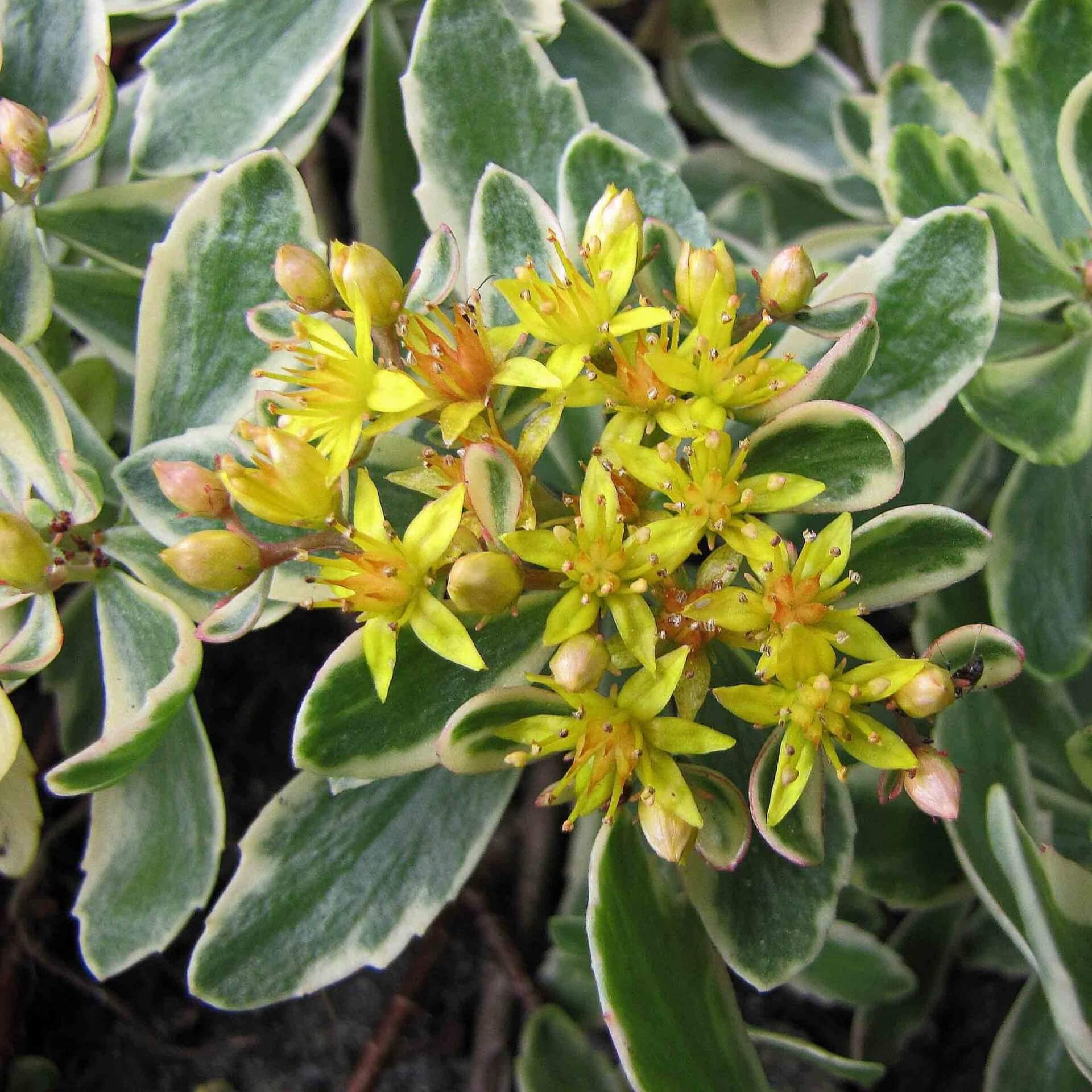 Kamtschatkafetthenne 'Variegatum' (Sedum kamtschaticum 'Variegatum')