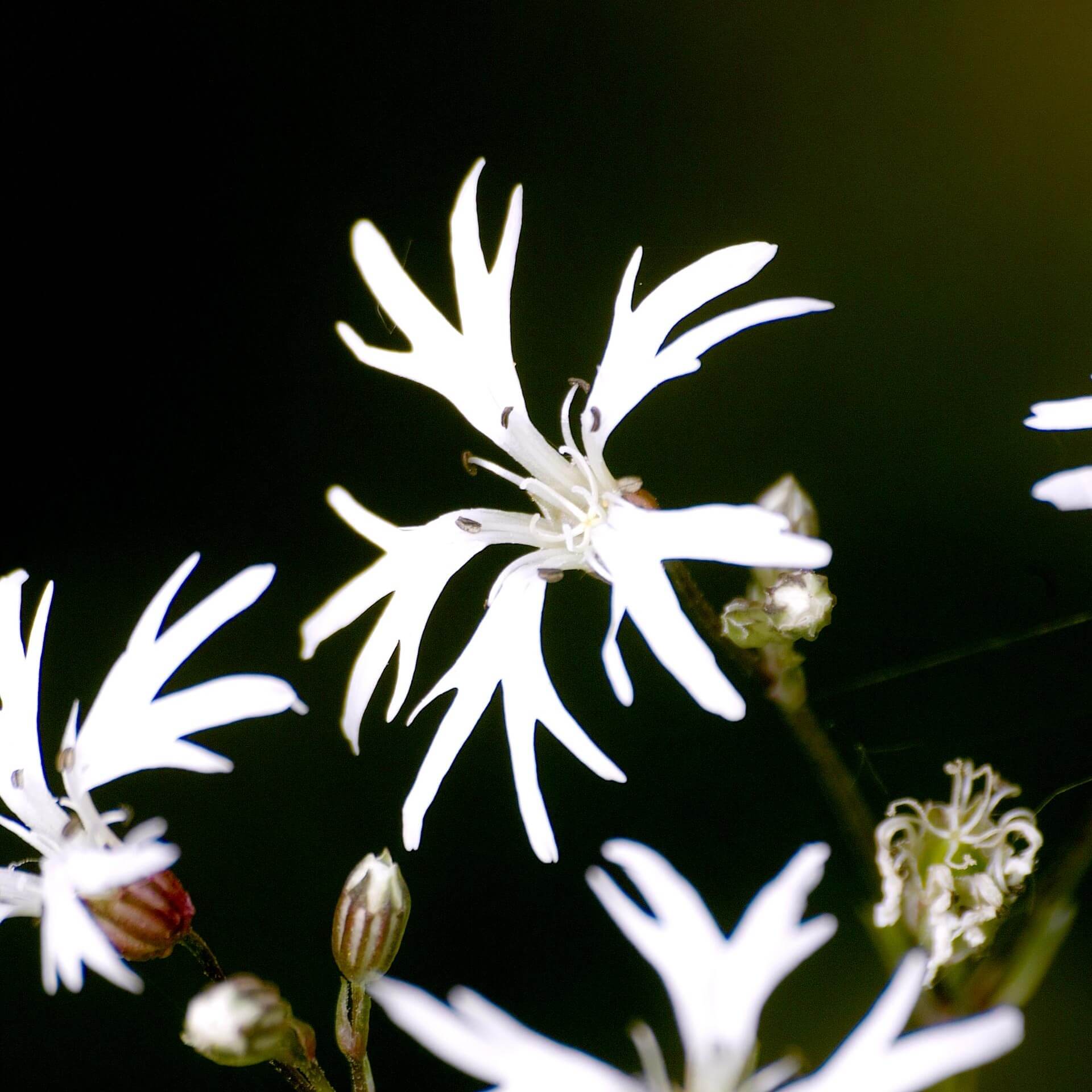 Kuckucks-Lichtnelke 'White Robin' (Lychnis flos-cuculi 'White Robin')