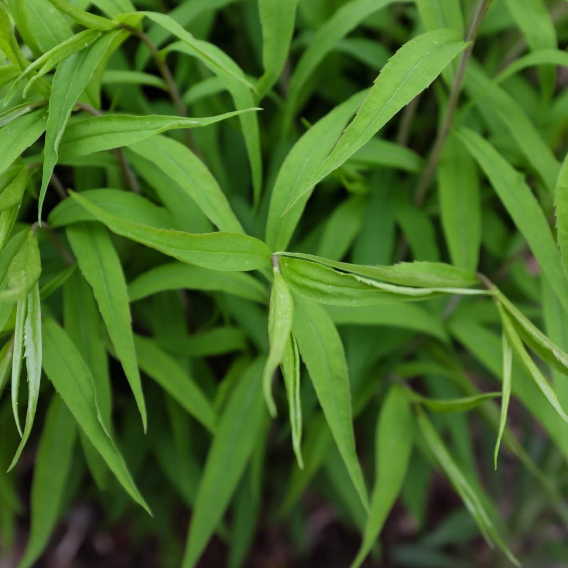 Goldbandrute 'Maryland' (Solidago caesia 'Maryland')