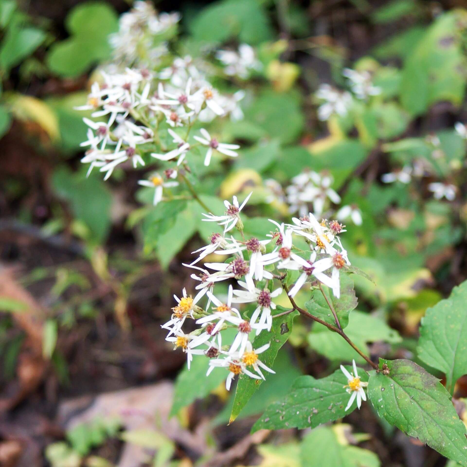 Weiße Wald-Aster (Eurybia divaricata)