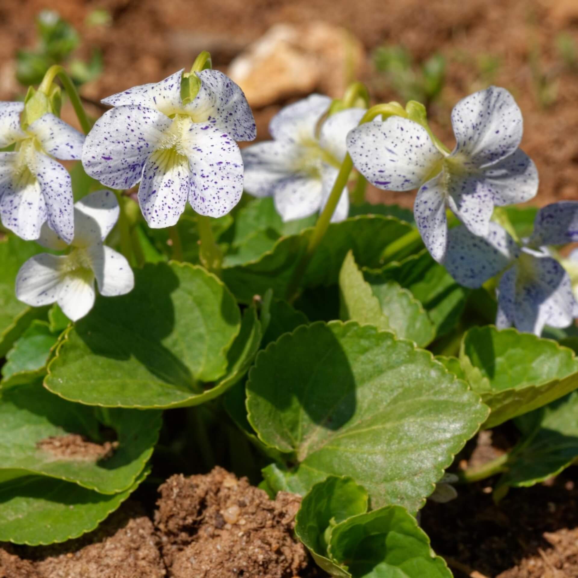 Pfingst-Veilchen 'Freckles' (Viola sororia 'Freckles')