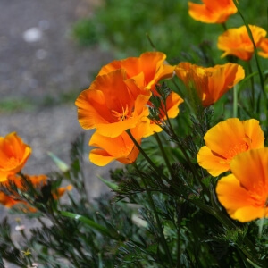 Kalifornischer Mohn Eschscholzia Californica