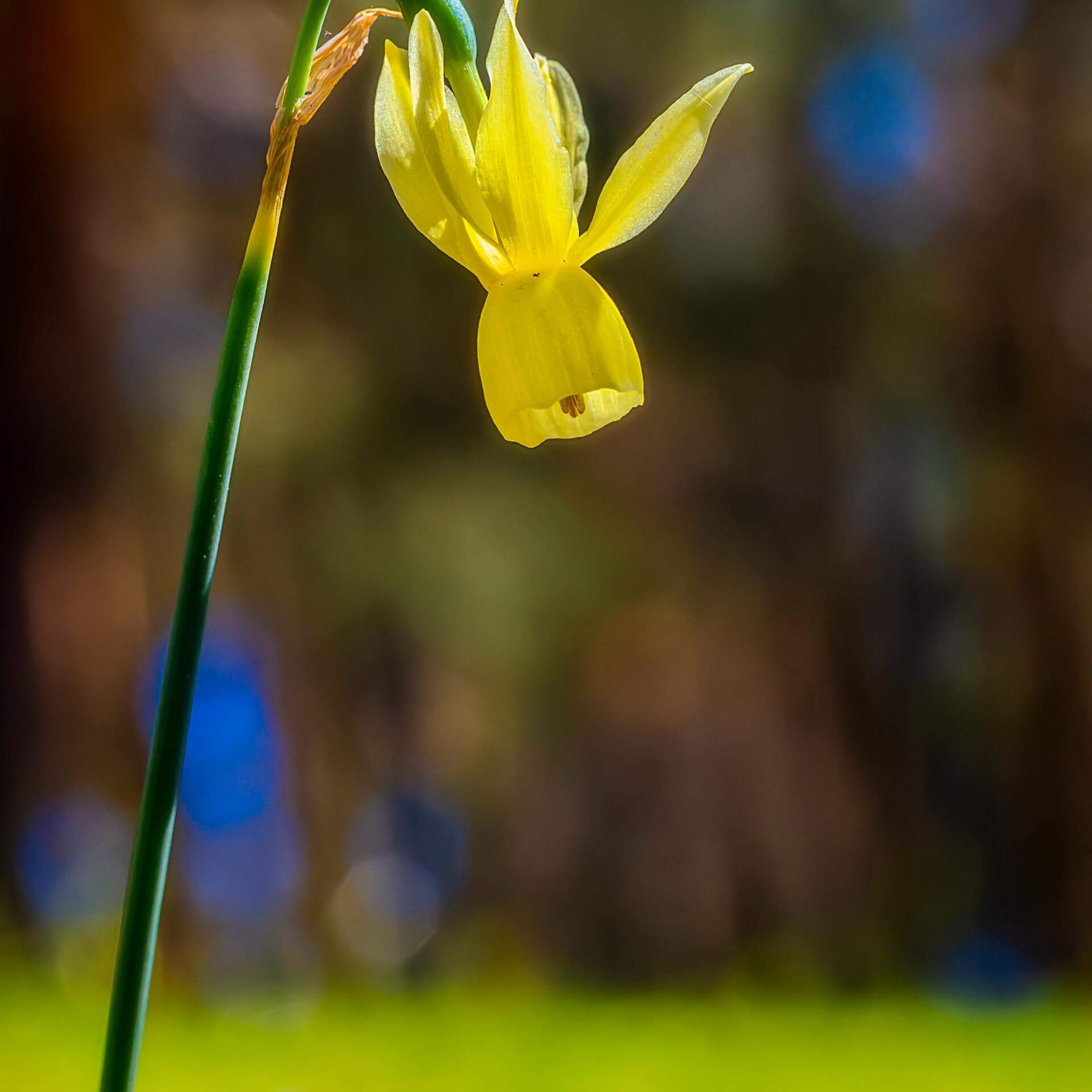 Engelstränen-Narzisse (Narcissus triandrus)