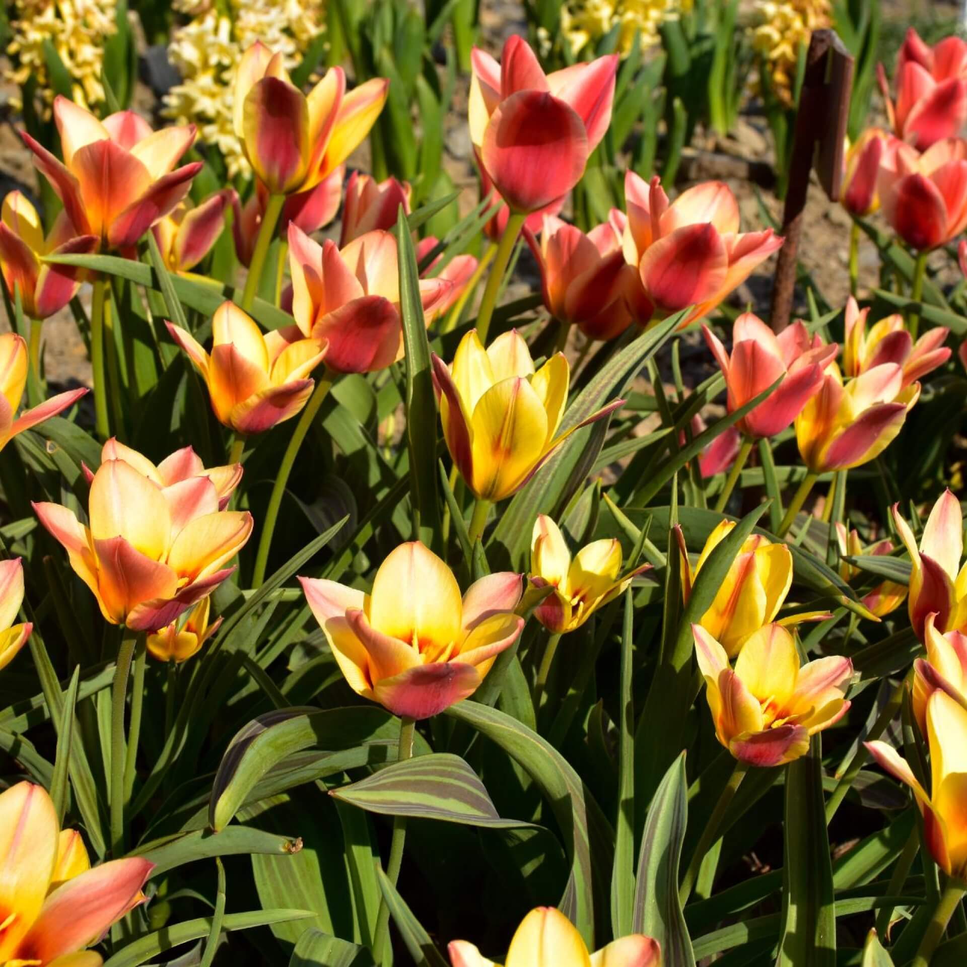 Fosteriana-Tulpen (Tulipa fosteriana)