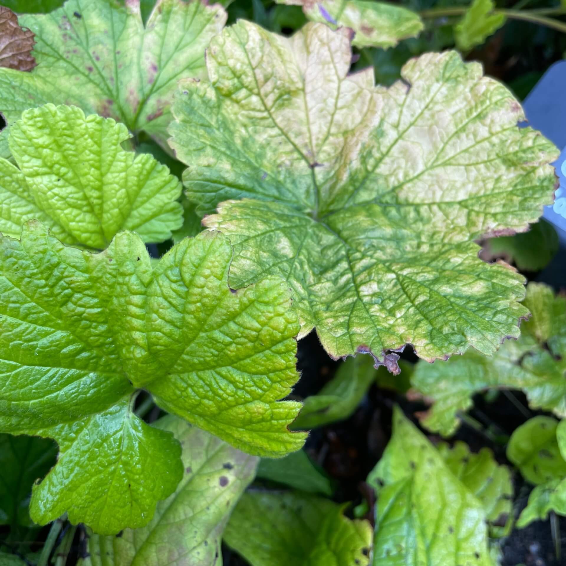 Gold-Erdbeere 'Goldkäfer' (Waldsteinia geoides 'Goldkäfer')