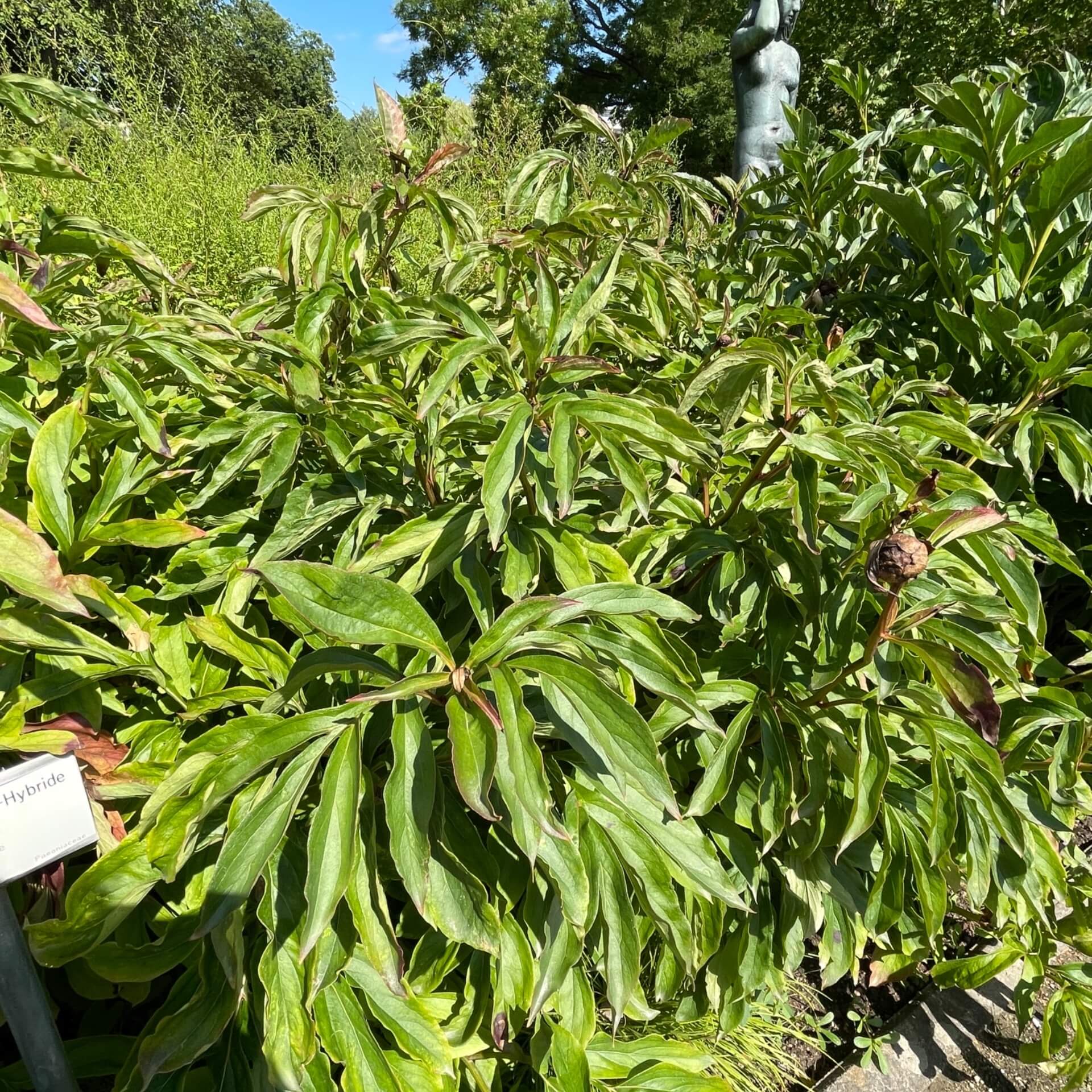 Pfingsrose 'Alstead' (Paeonia lactiflora 'Alstead')