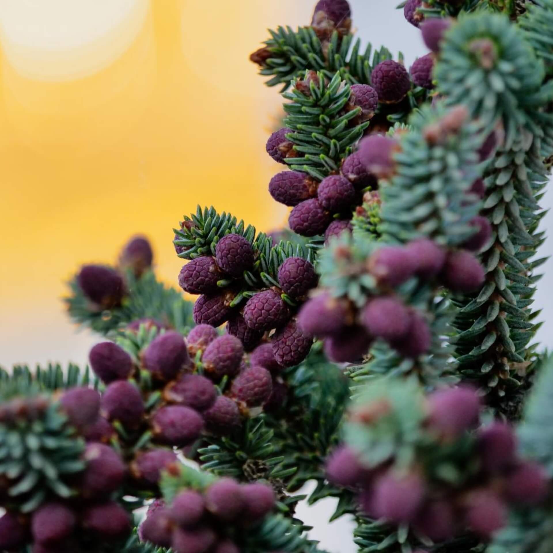 Spanische Tanne 'Glauce' (Abies pinsapo 'Glauca')