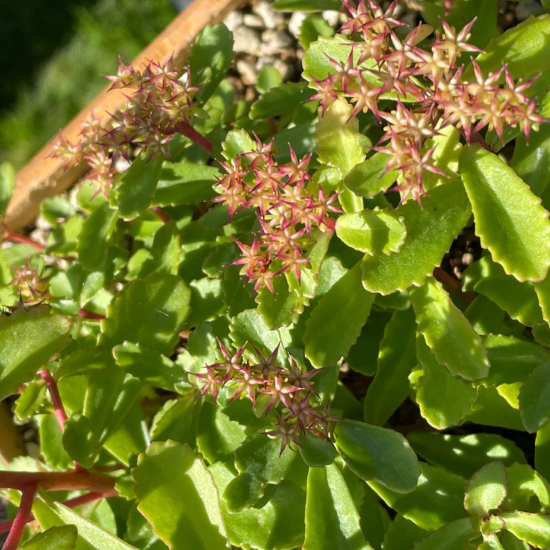 Gold-Fetthenne 'Euphorbioides' (Sedum aizoon 'Euphorbioides')