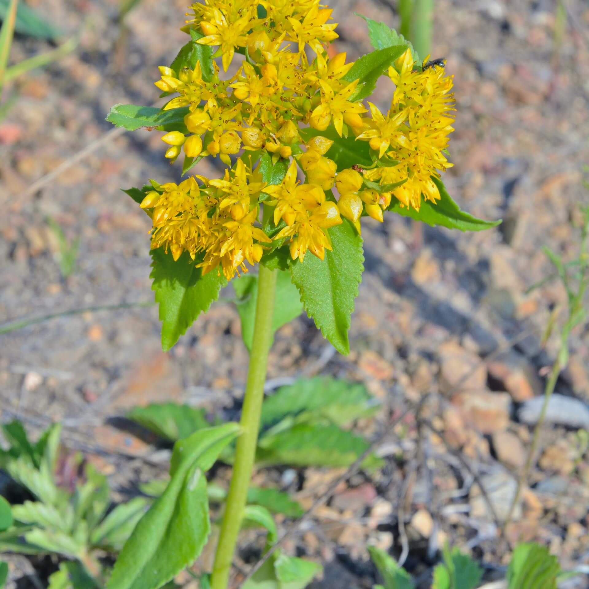 Goldsedum (Sedum aizoon)