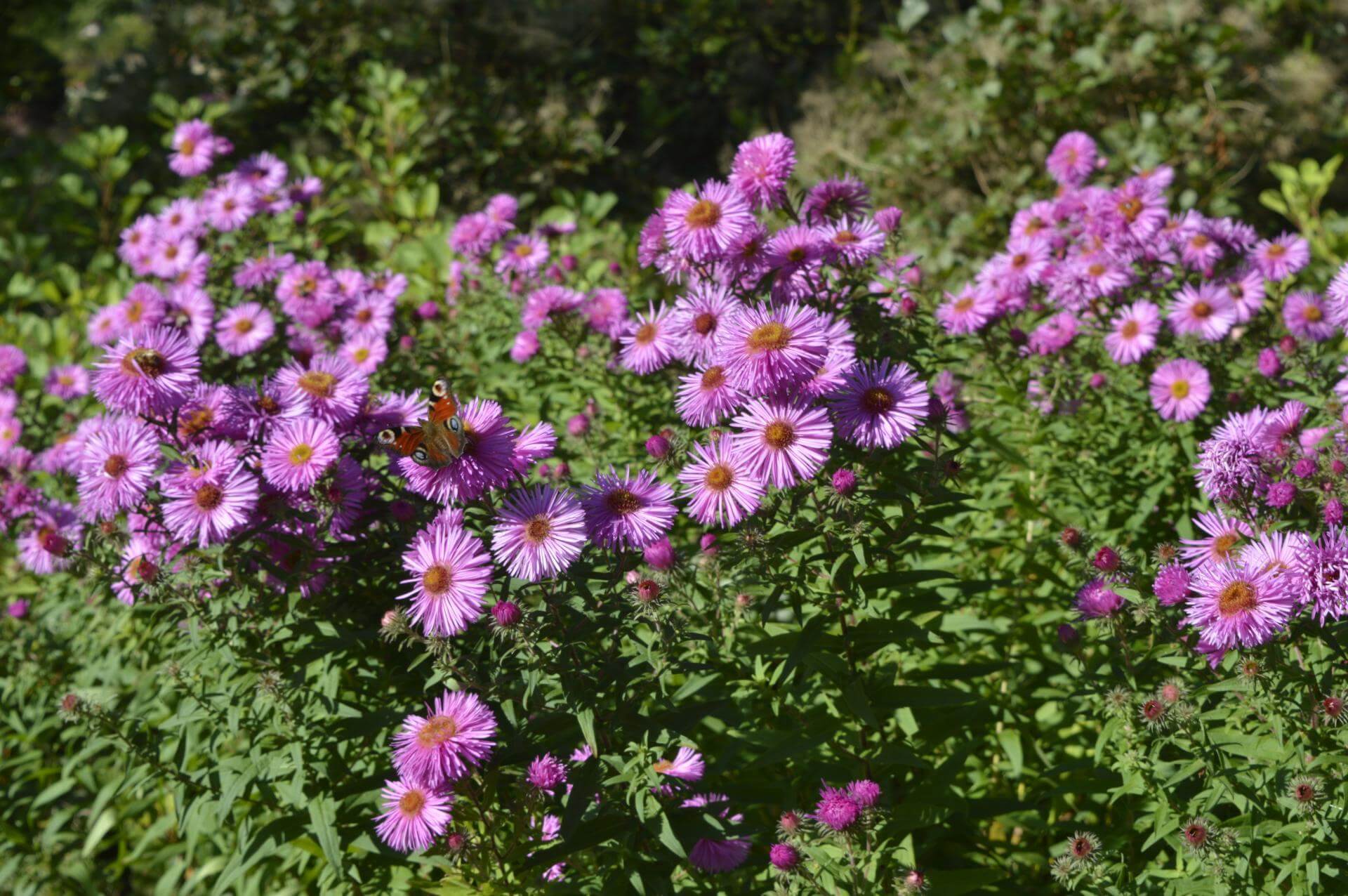 Pringleis-Aster 'Pink Star' / Aster pringlei 'Pink Star'