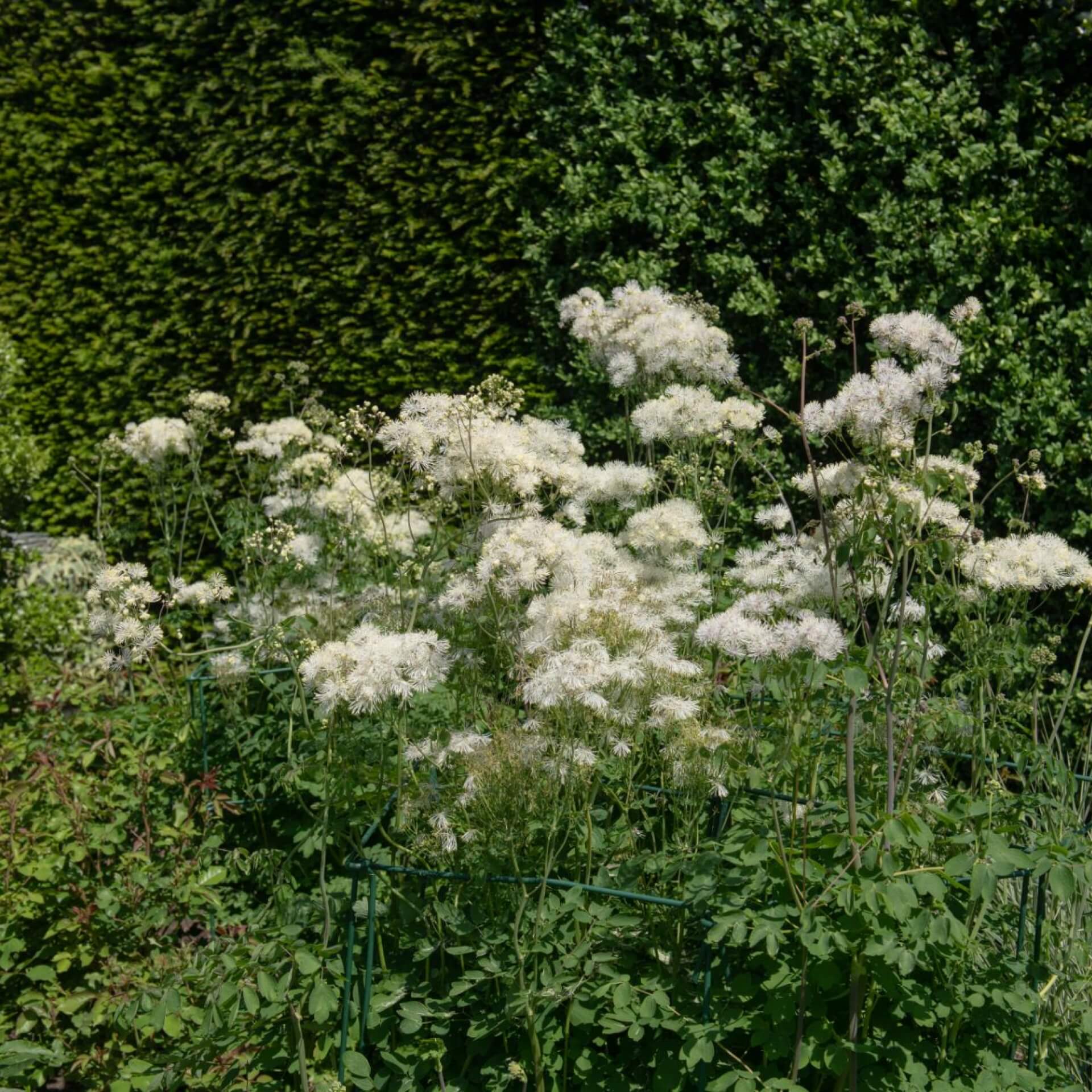 Chinesische Wiesenraute 'Album' (Thalictrum delavayi 'Album')