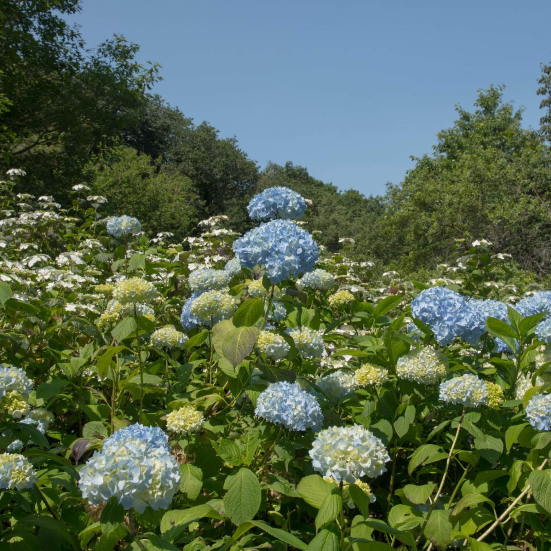 Kleinwüchsige Tellerhortensie 'Bluebird' (Hydrangea serrata 'Bluebird')