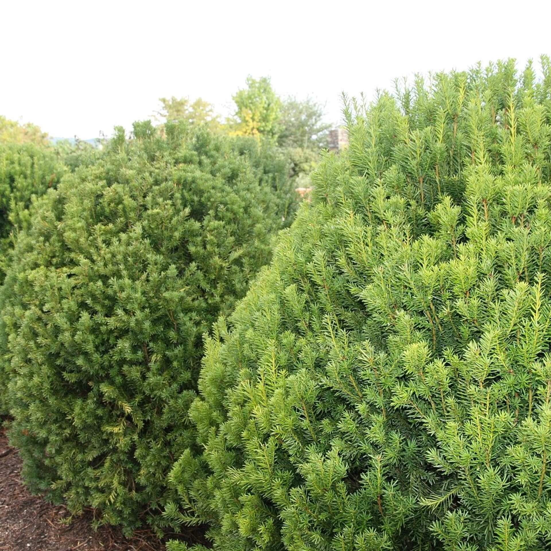 Becher-Eibe 'Hicksii' (Taxus x media 'Hicksii')